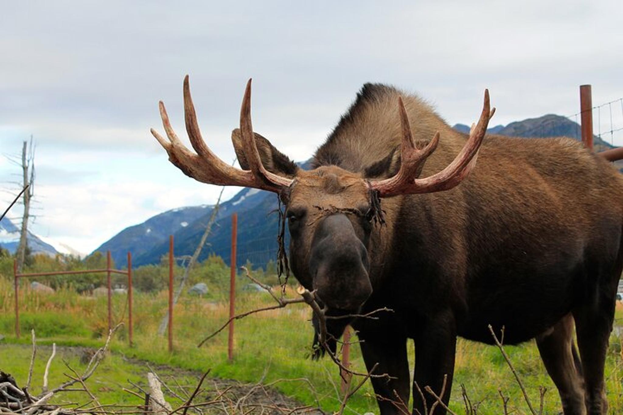 Seward to Anchorage Wildlife Tour - Image 3