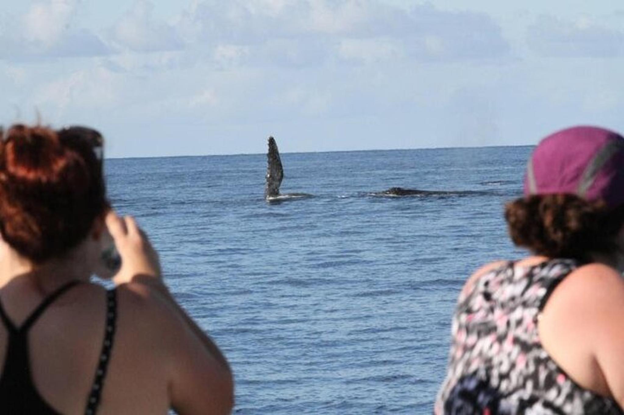Waikoloa Whale Watching Cruise 90 Min - Image 6