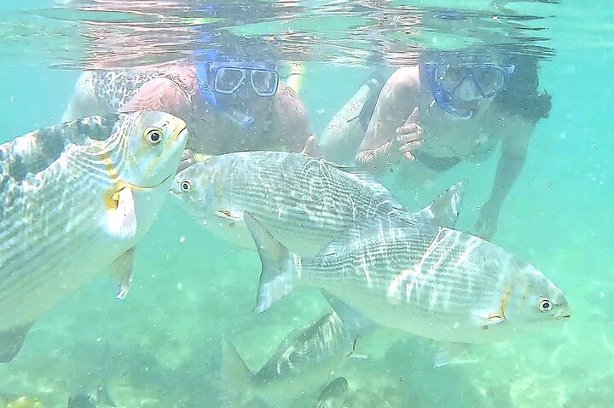 Waikiki Snorkeling Tour with Free Video & Pics 1 hr - Image 3