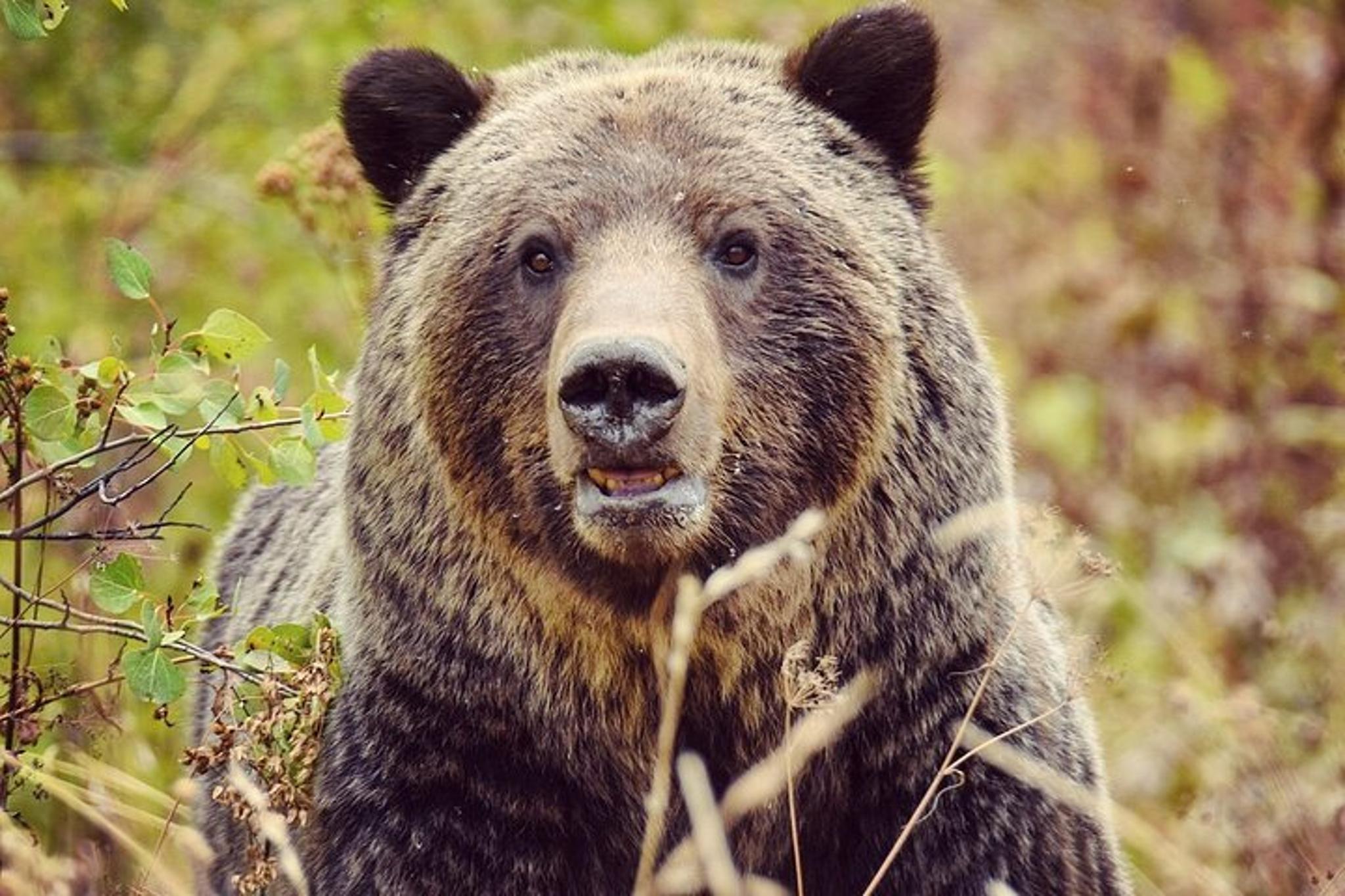 Yellowstone Highlights Tour - Image 3
