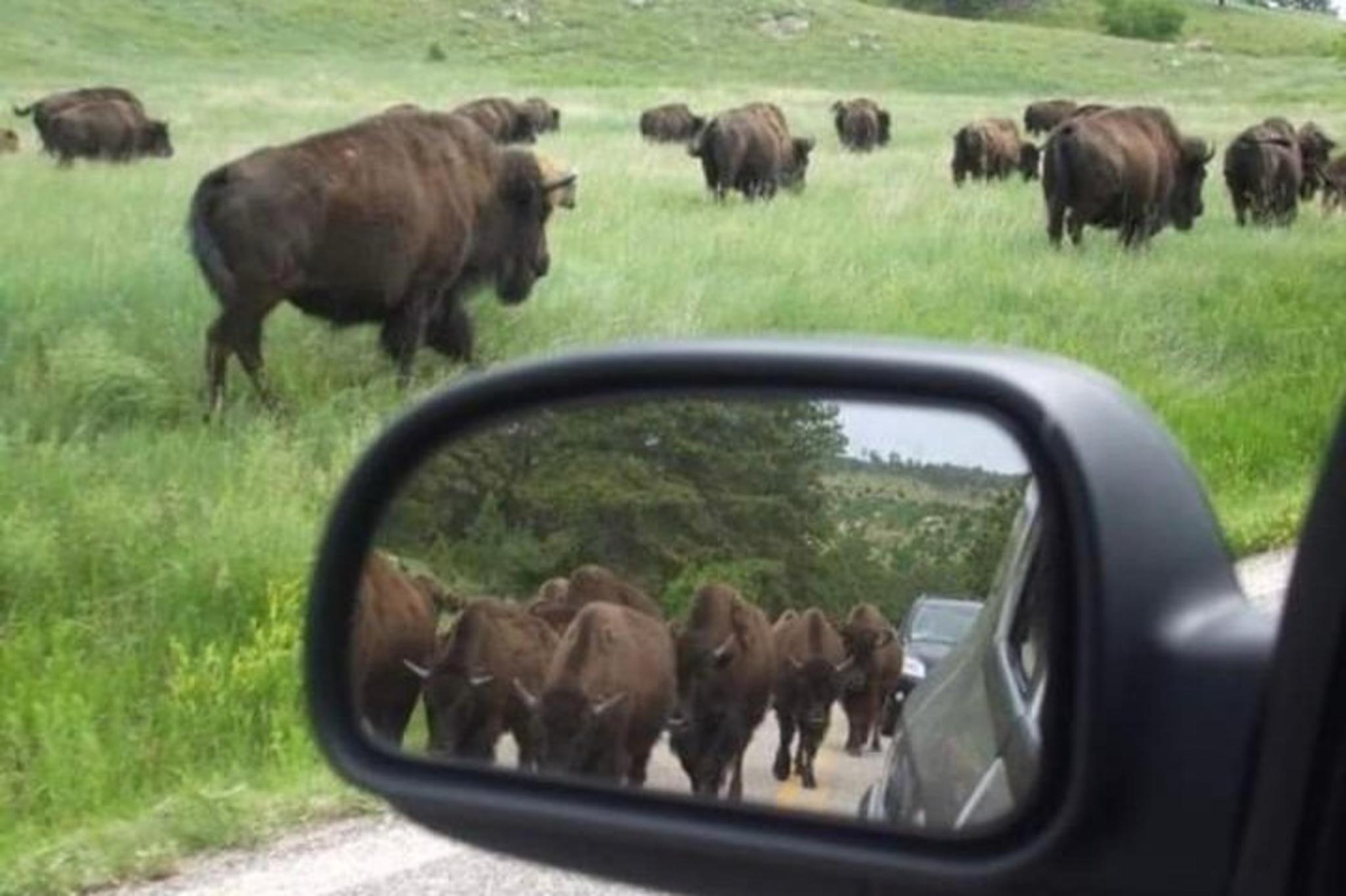 Custer State Park Safari and Hiking Tour - Image 4