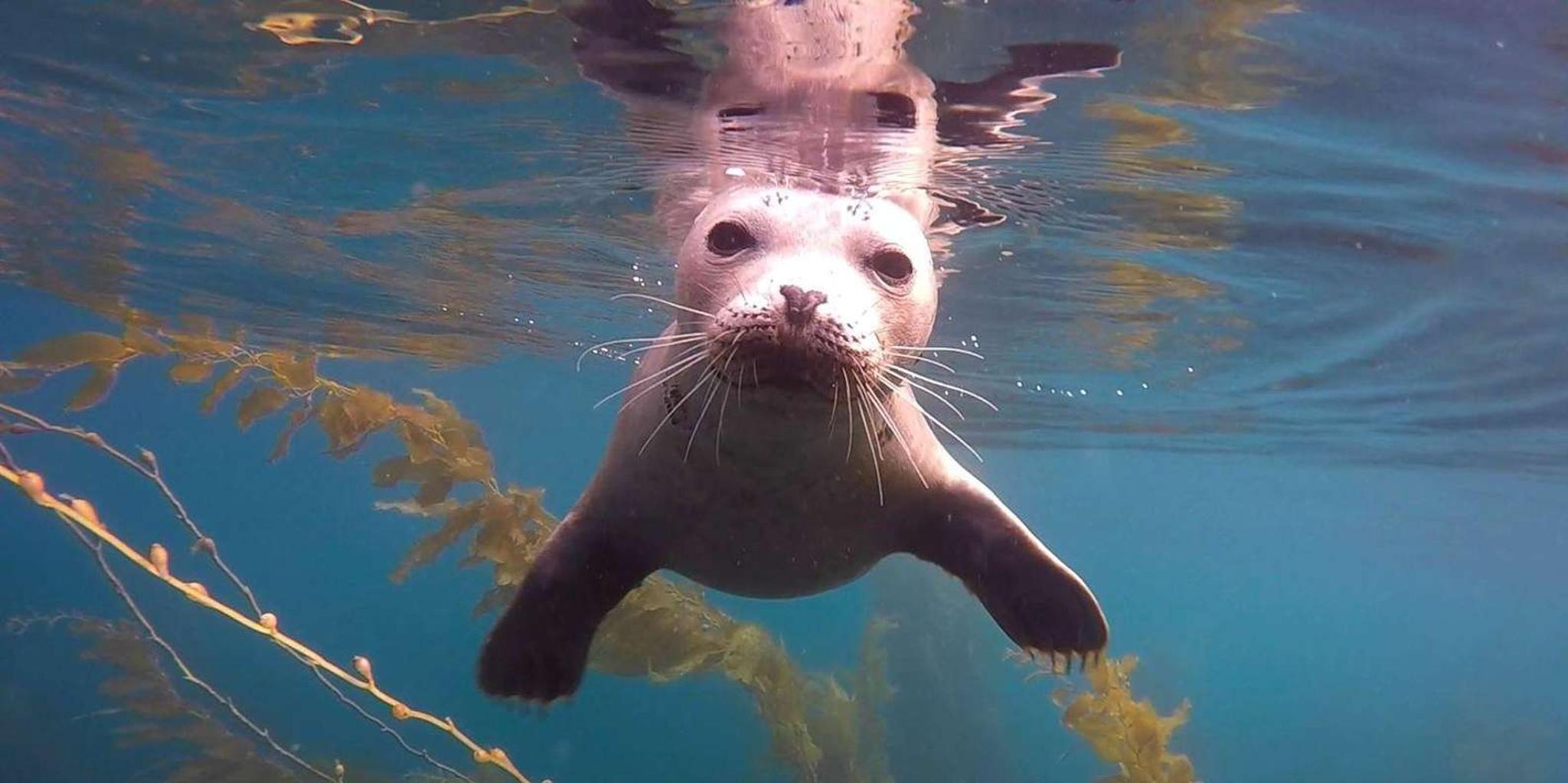 San Diego Snorkeling Tour with a Marine Biologist