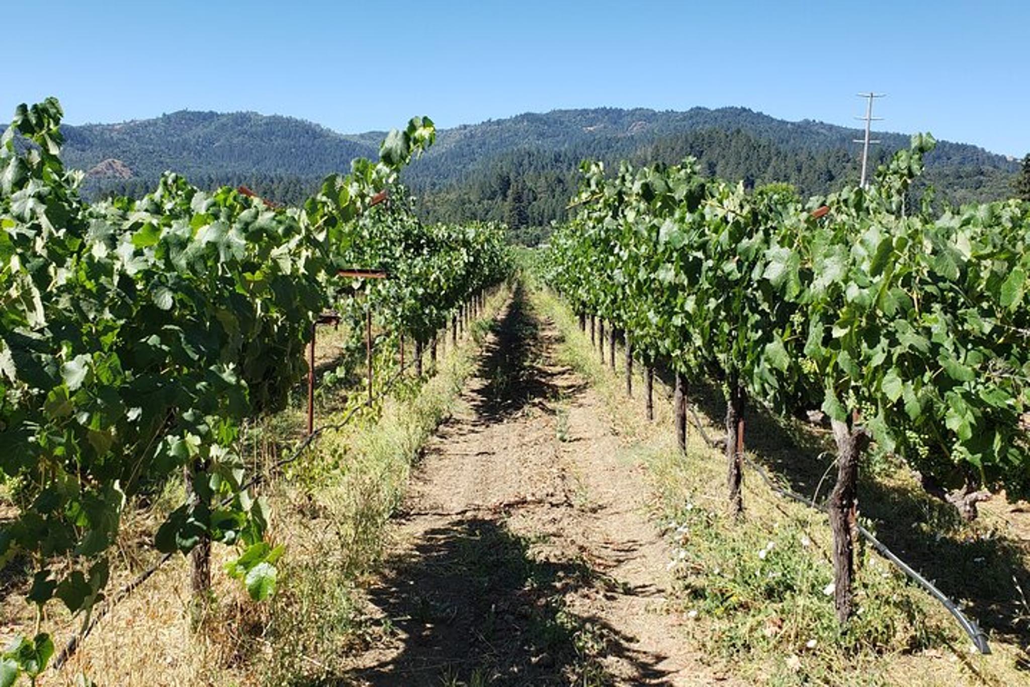 San Francisco Napa Valley Wine Tasting Tour 8 hr