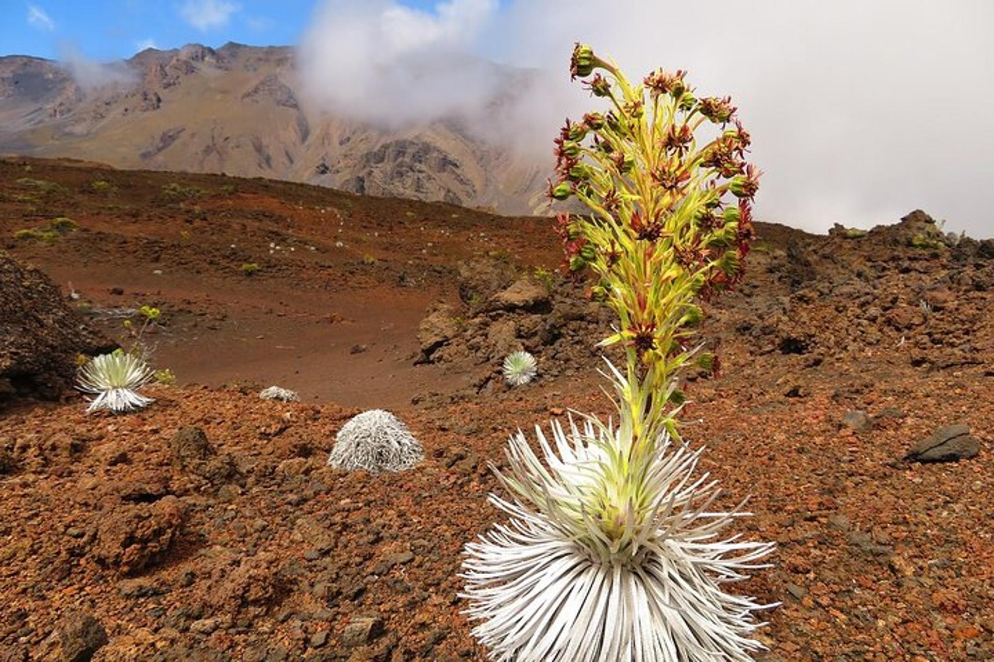 Maui Haleakala Sunrise Tour - Image 3