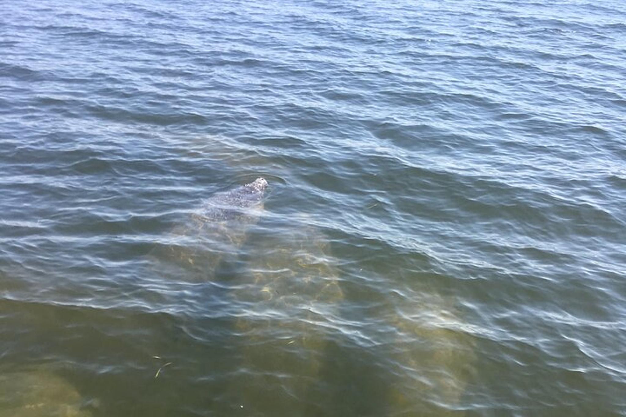 Florida Boat and Dolphin Watching Tour 2 hr - Image 5