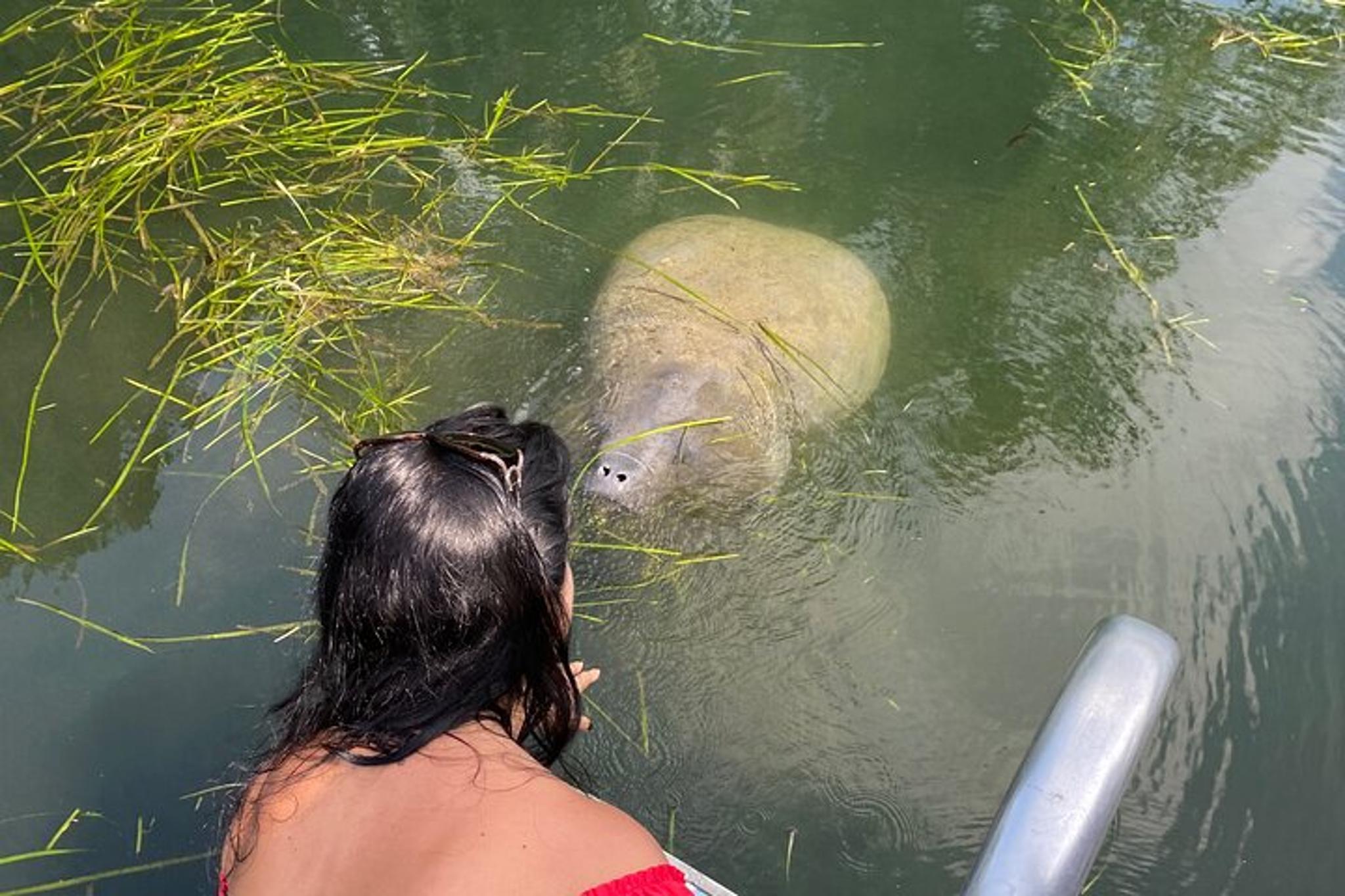 Crystal River Manatee Boat Tour