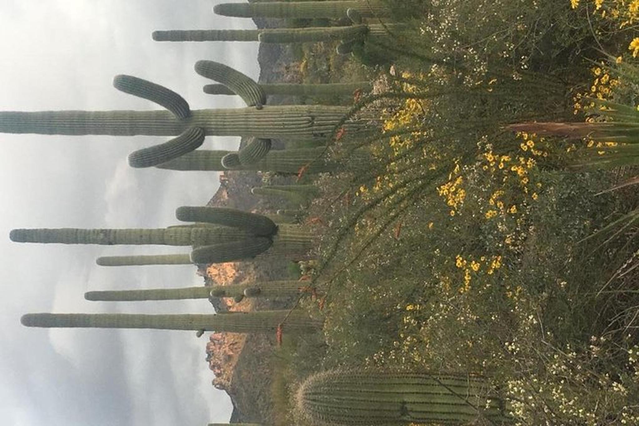 Tucson Sonoran Desert Hike with Wild Foods and Survival Skills 2 hr - Image 6