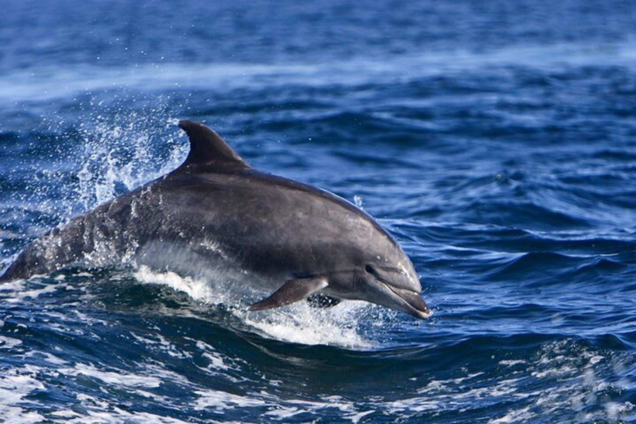 Santa Barbara Whale and Wildlife Yacht Cruise - Image 4