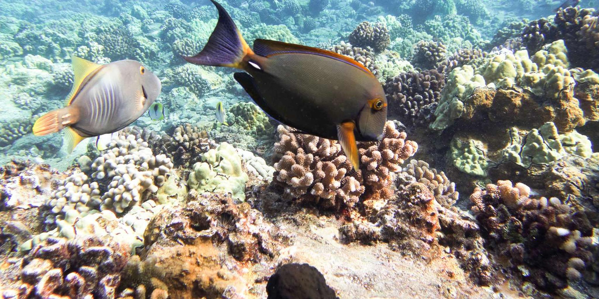 Maui Snorkeling Adventure at Molokini and Turtle Sites - Image 6