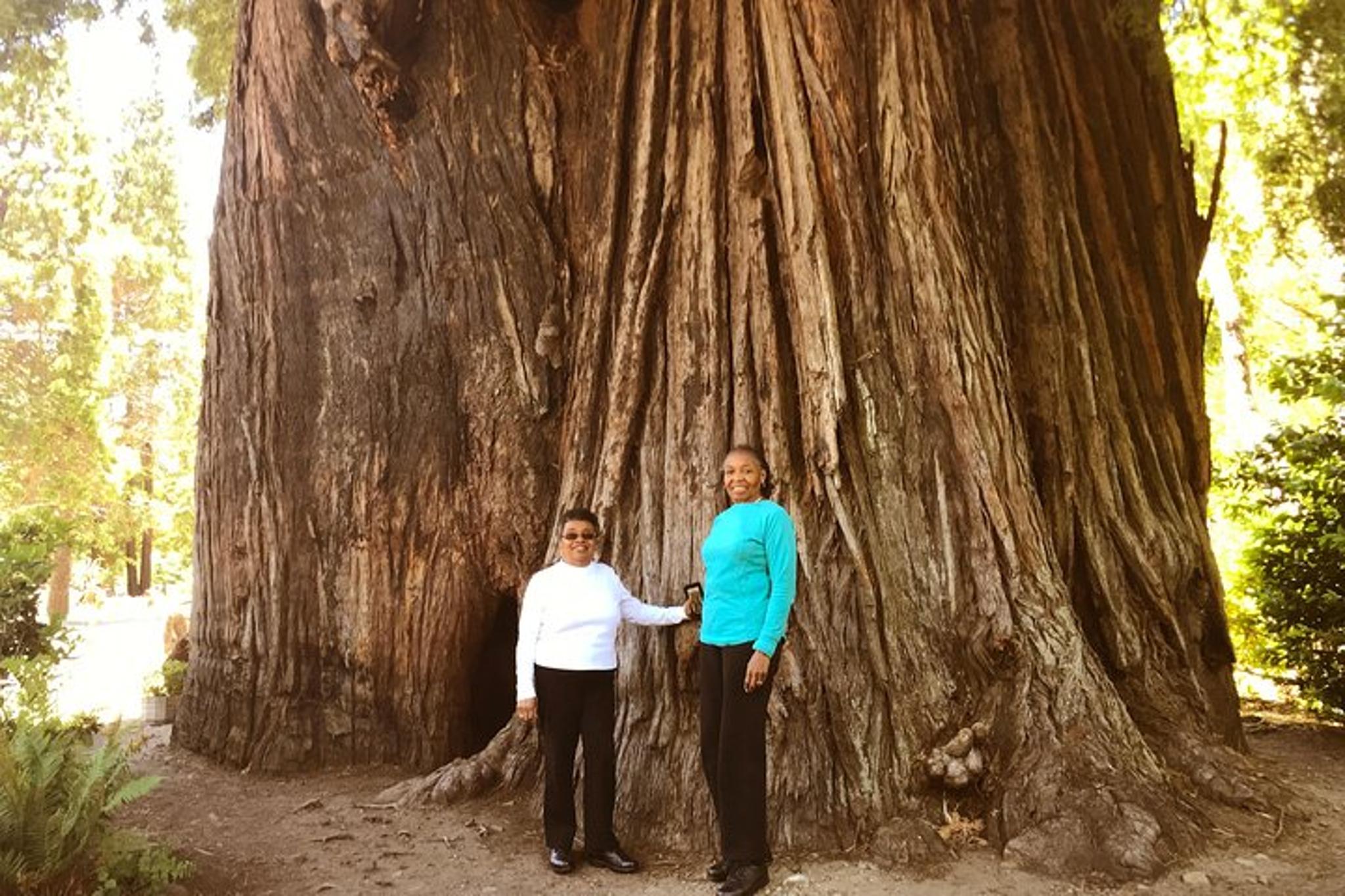 San Francisco Avenue of the Giants Redwoods Tour - Image 5