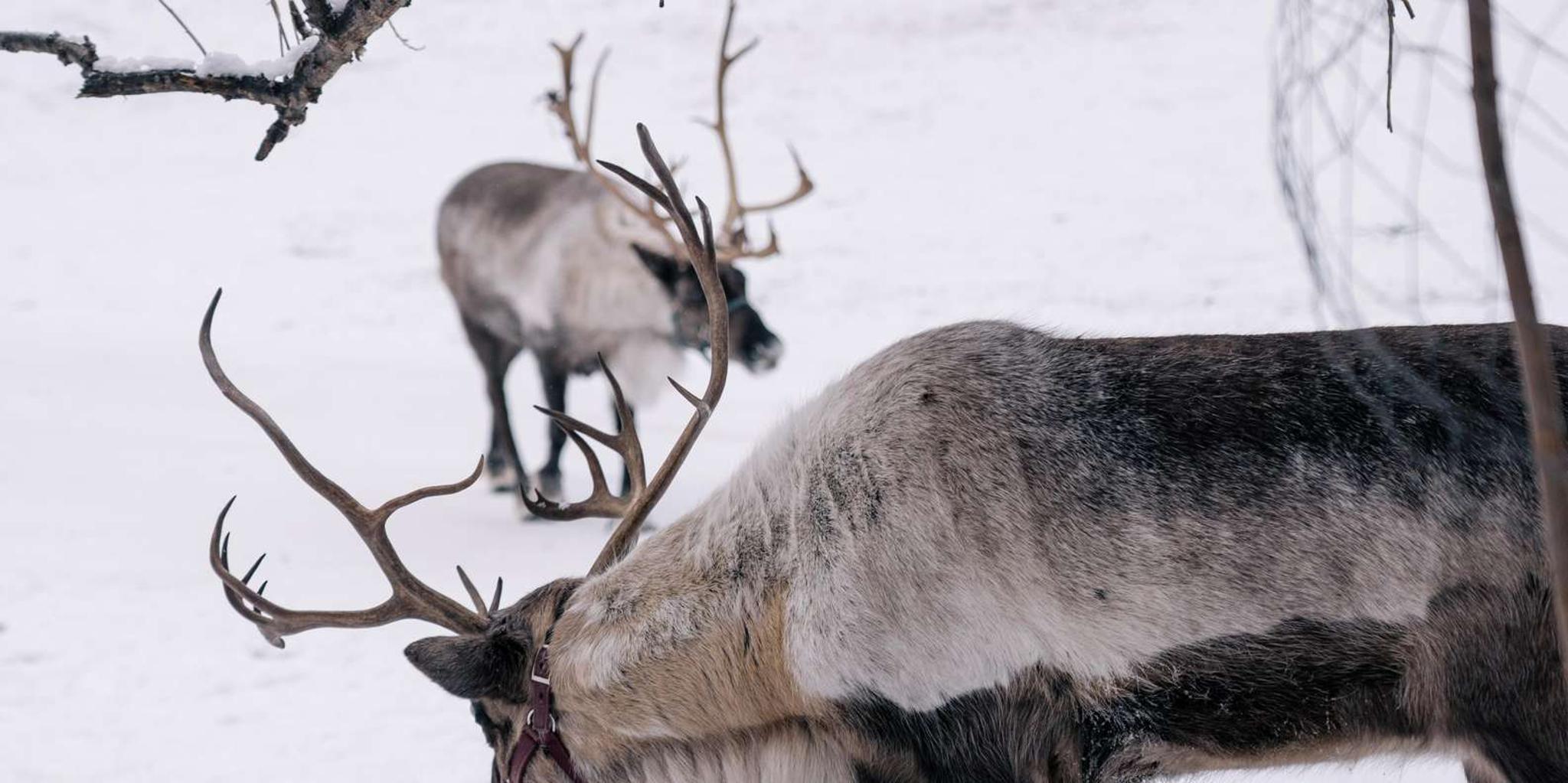 Fairbanks Reindeer Walk with Transportation 4 hr - Image 2