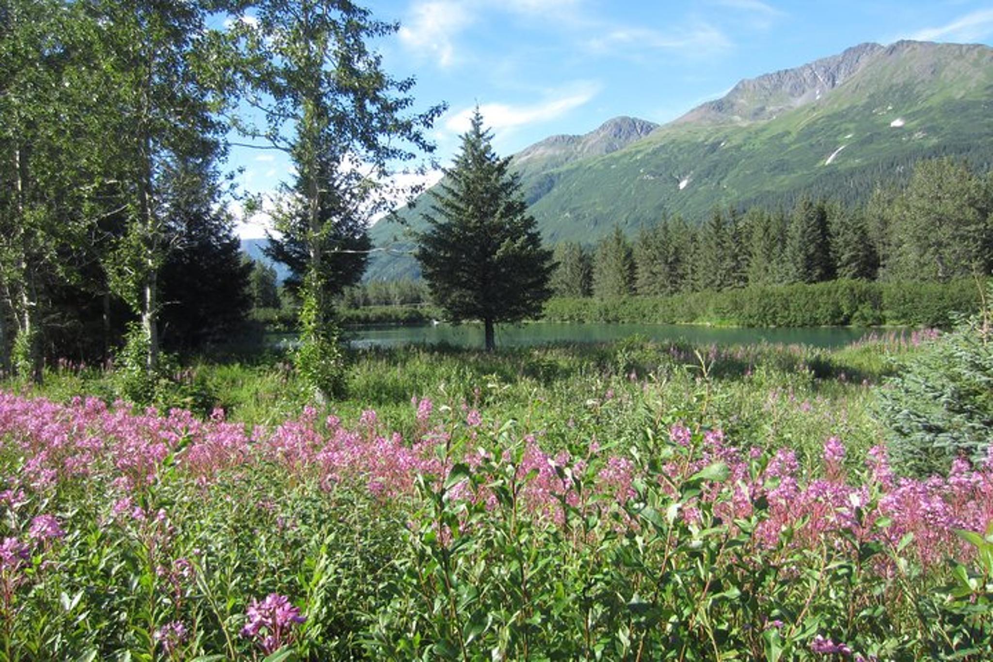Anchorage Turnagain Arm Tour - Image 3