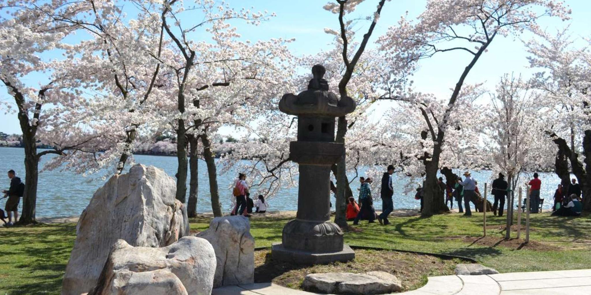 Washington DC Cherry Blossoms Tour with Retired Ranger - Image 3