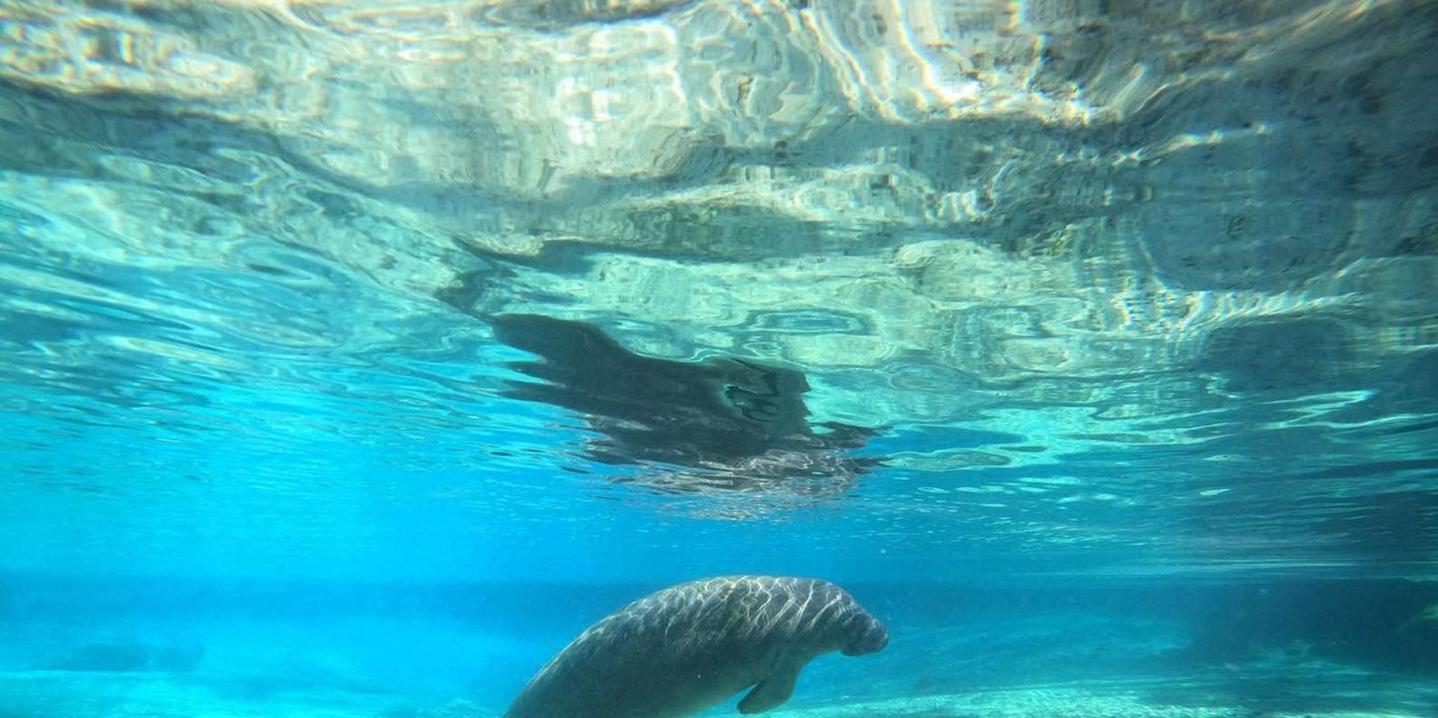 Crystal River Manatee Snorkeling Tour