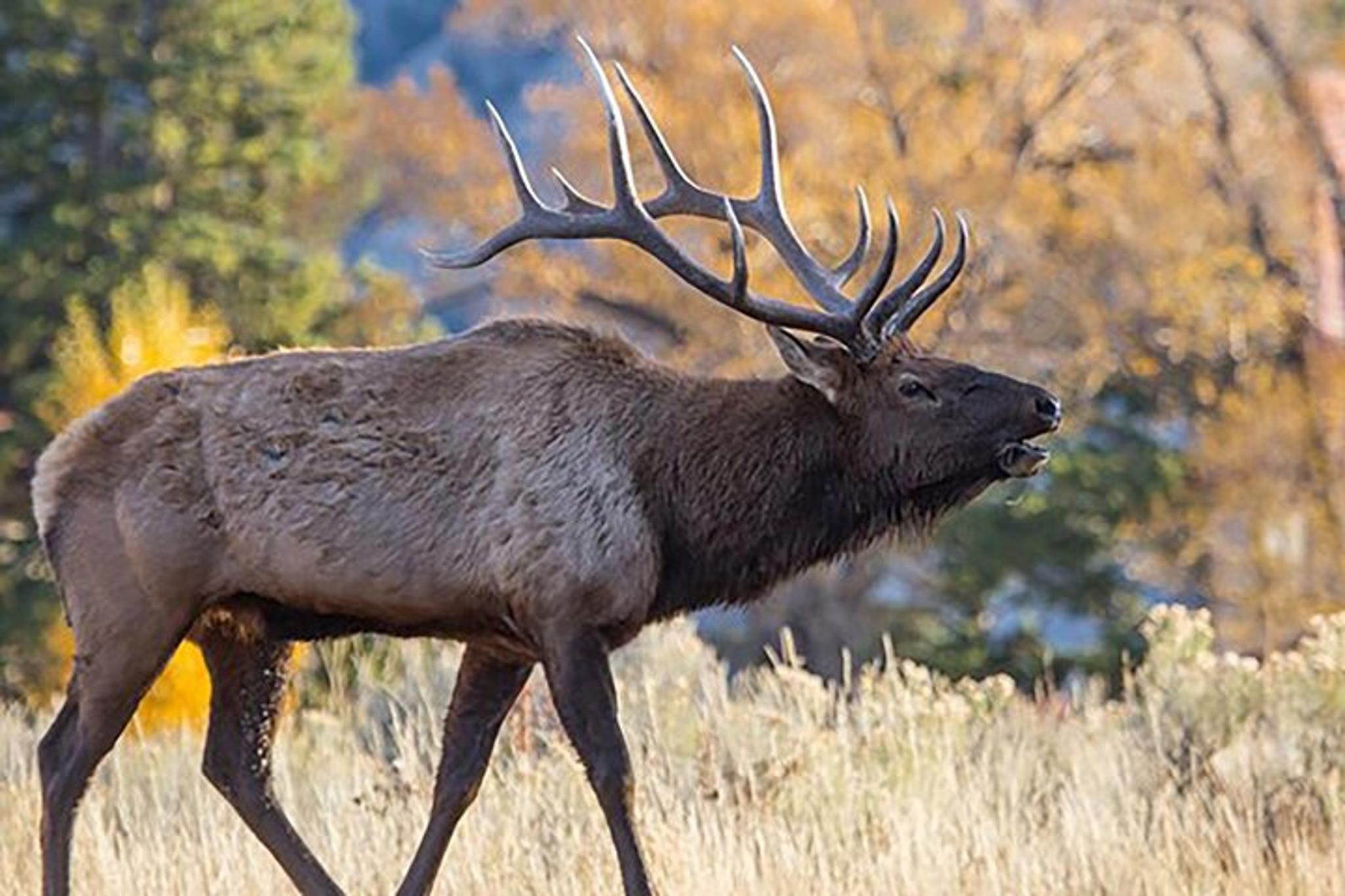 Yellowstone Park Private Full Day Tour - Image 5