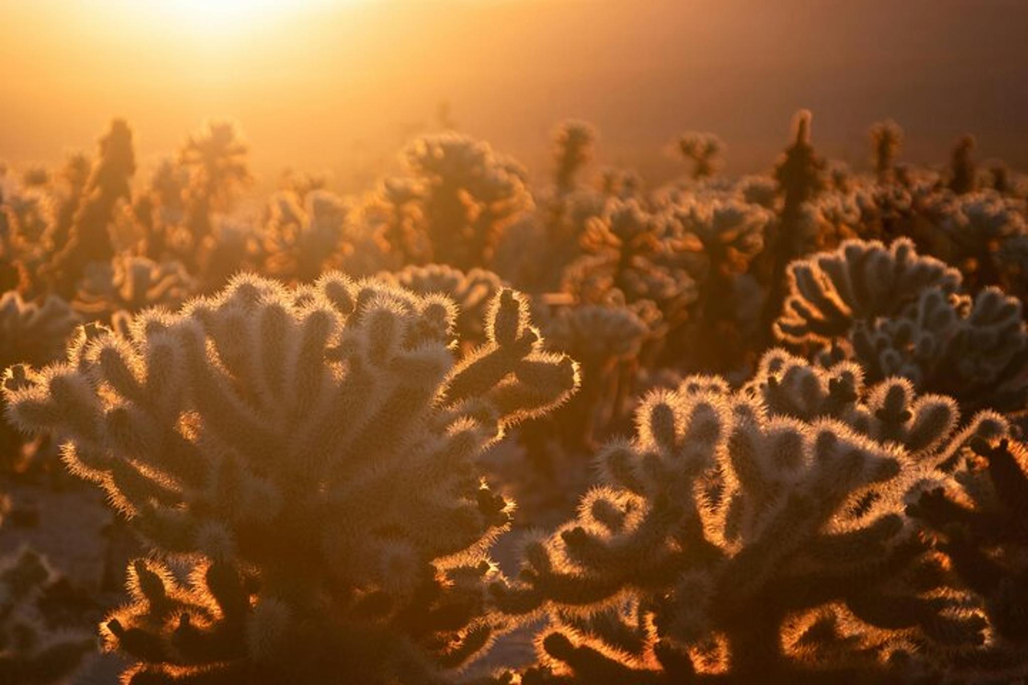 Joshua Tree Sunrise Private Tour & Hike - Image 3
