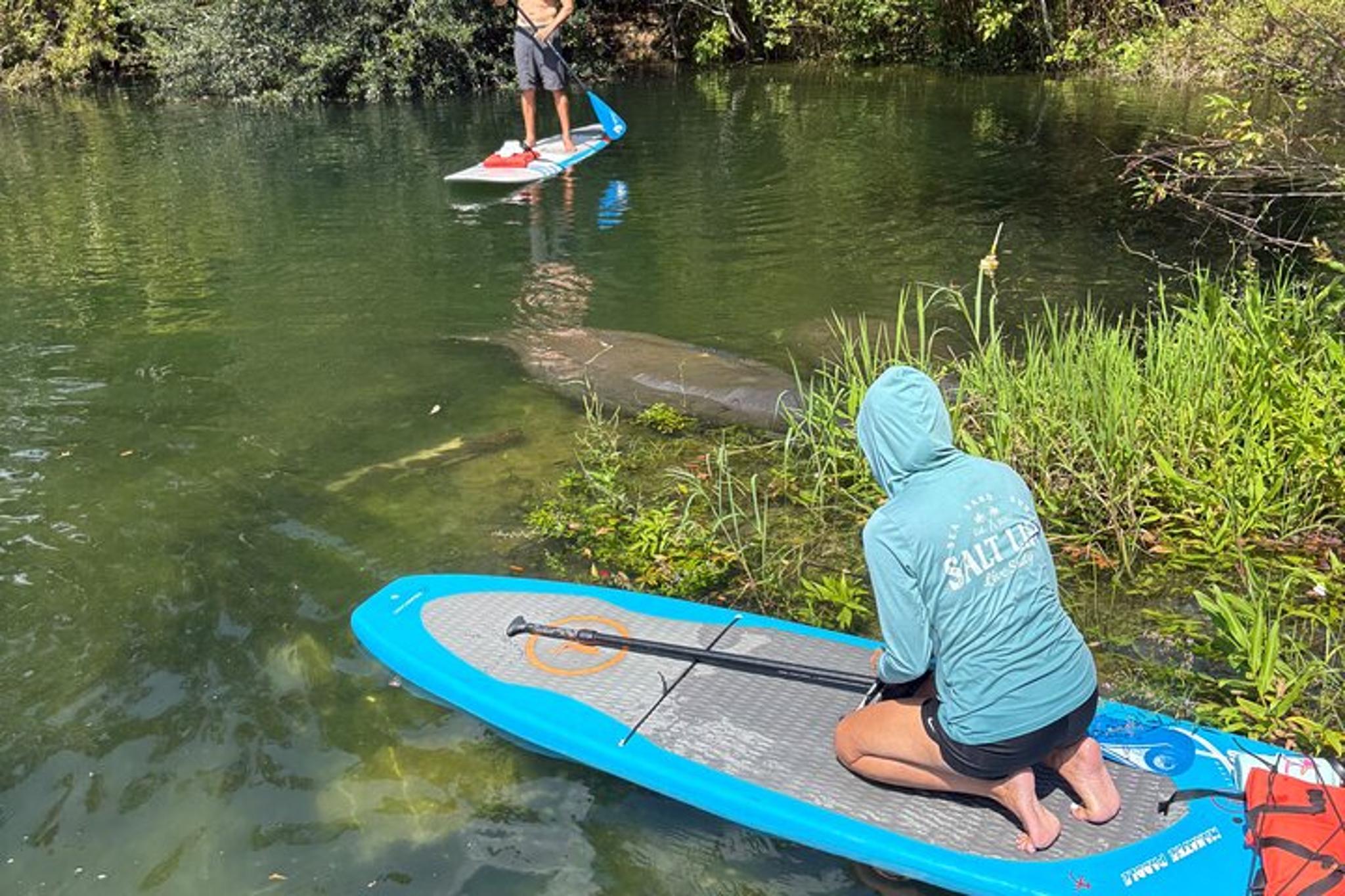 Crystal River Paddle Board Rental with Manatees 4 hr - Image 6