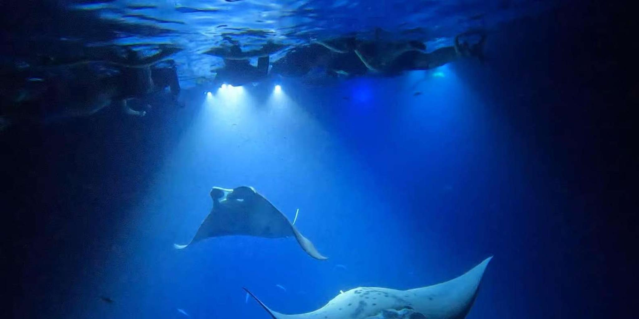 Kailua-Kona Manta Ray Night Snorkel Tour - Image 6