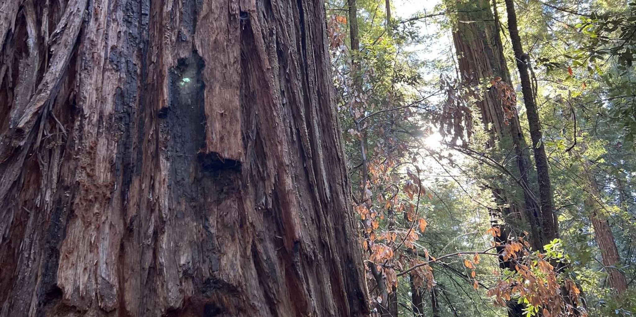 San Francisco Ecotour With Meteorologist 2.5 hr - Image 5