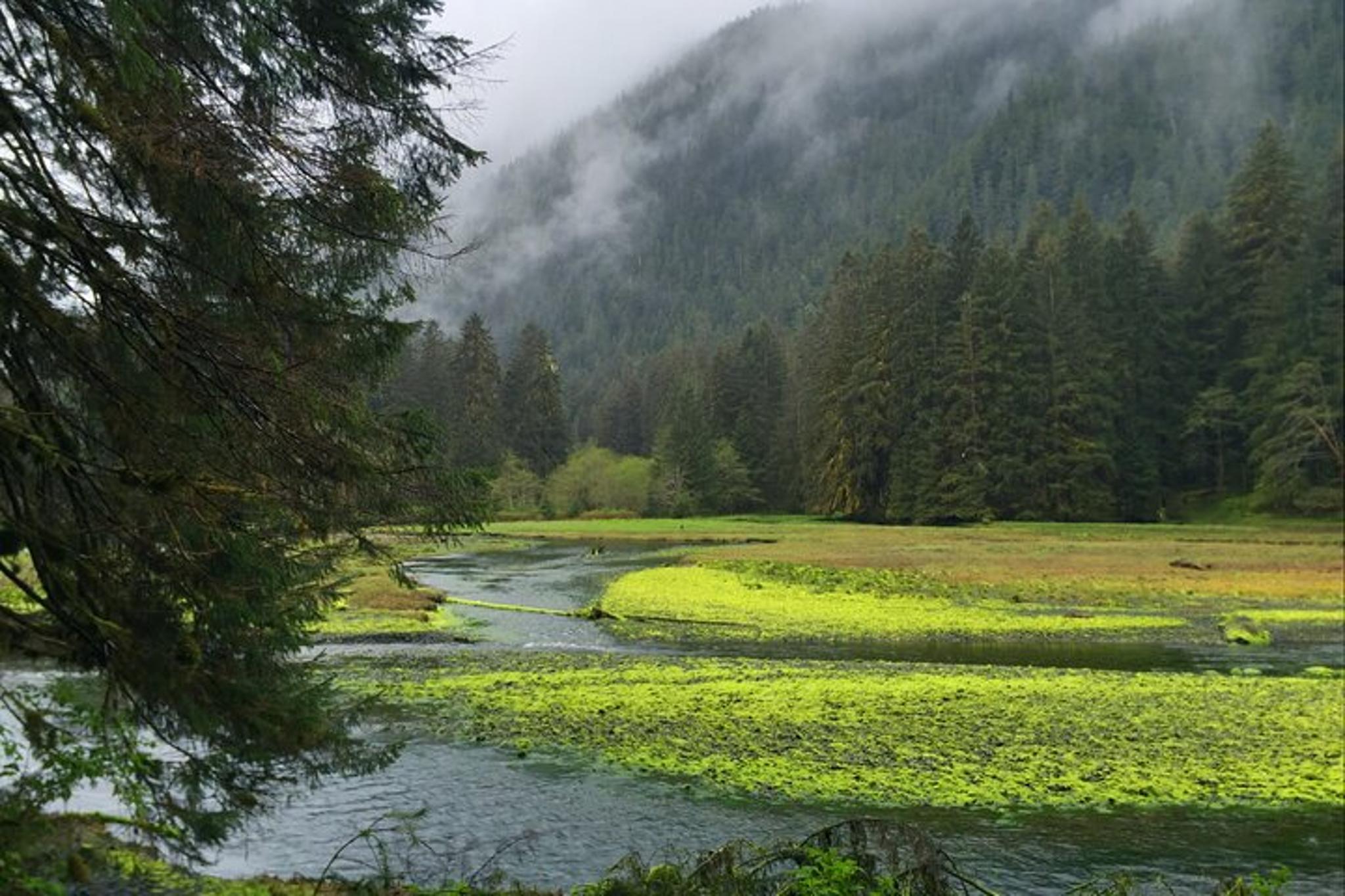 Sitka Bear and Silver Bay Homestead Tour - Image 2