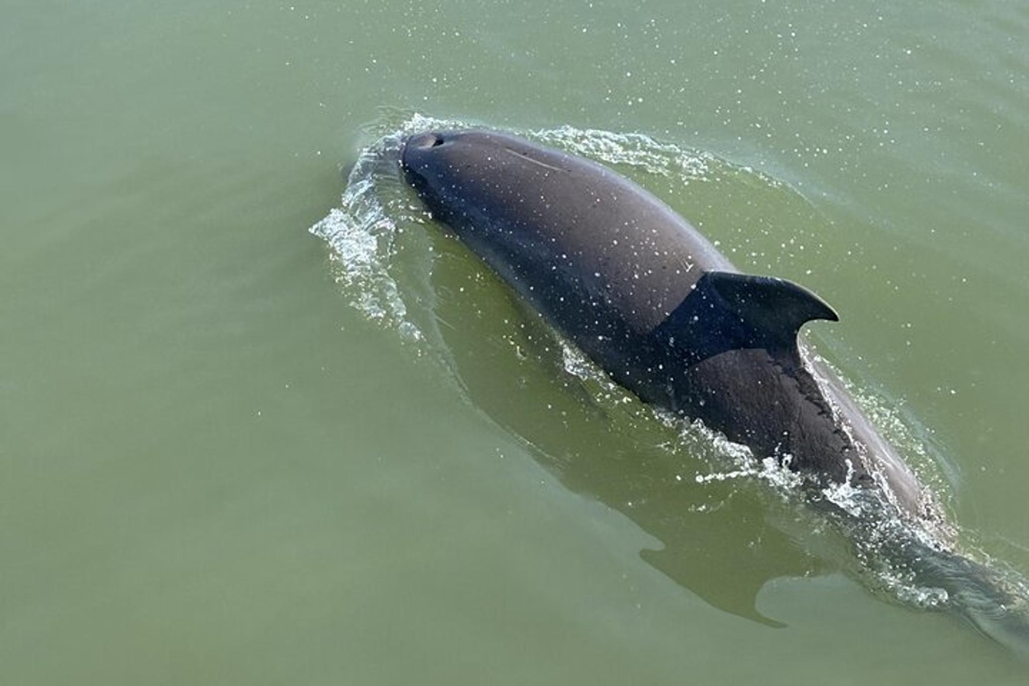 Folly Beach Dolphin Watching and Shelling Tour - Image 4