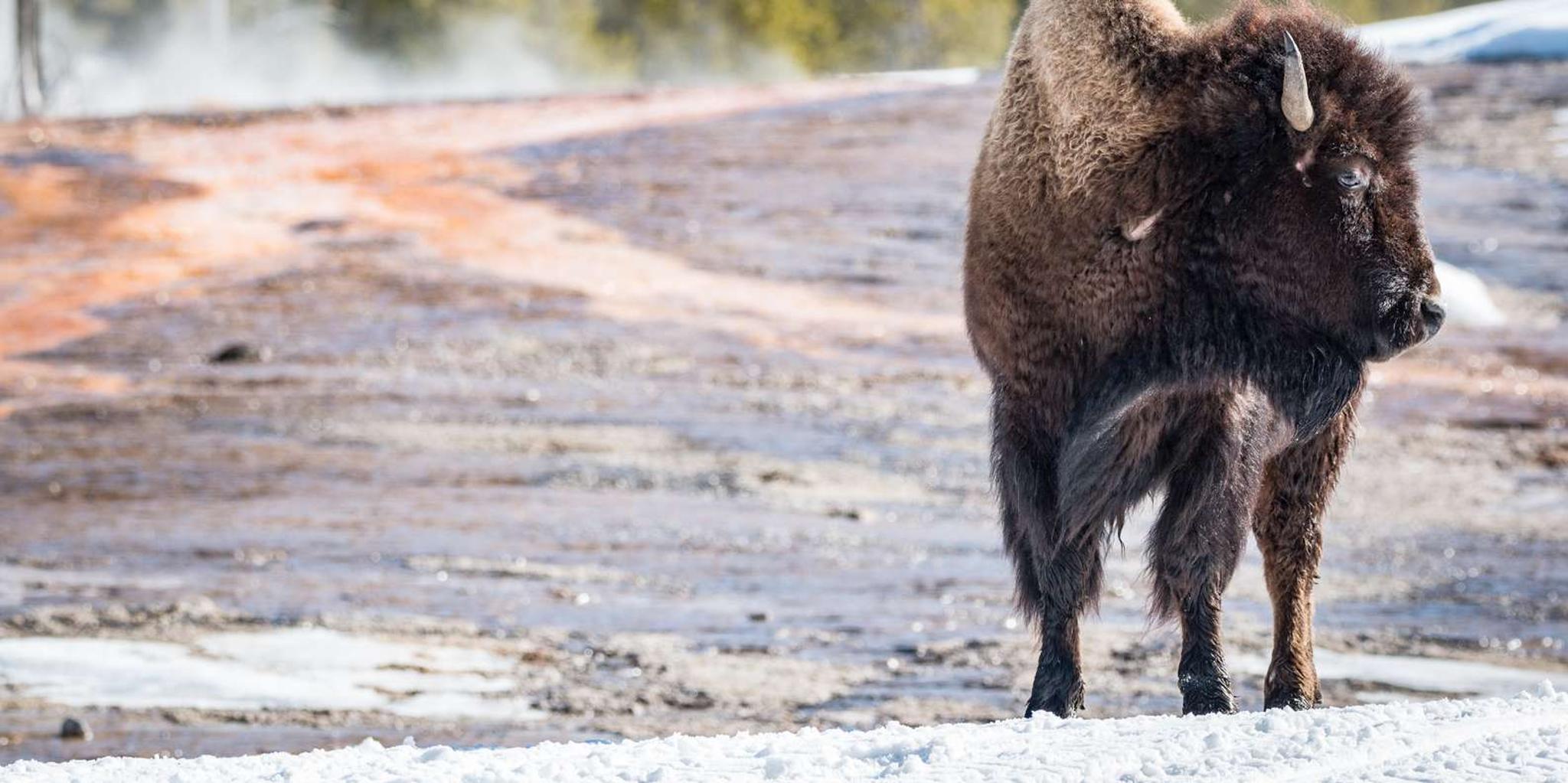 Jackson Yellowstone Snowcoach Tour to Old Faithful - Image 2