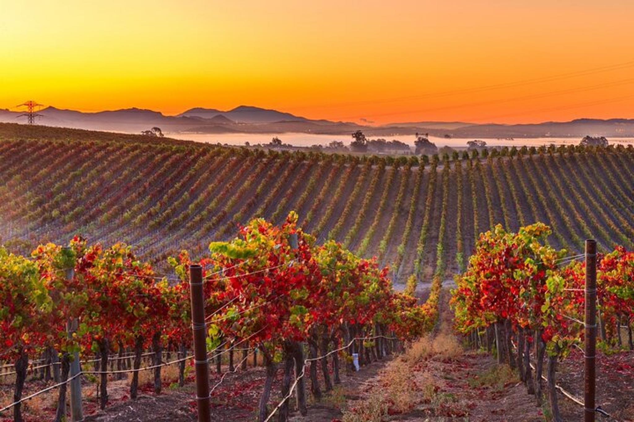 San Francisco Airport Transfer to Napa Valley - Image 2