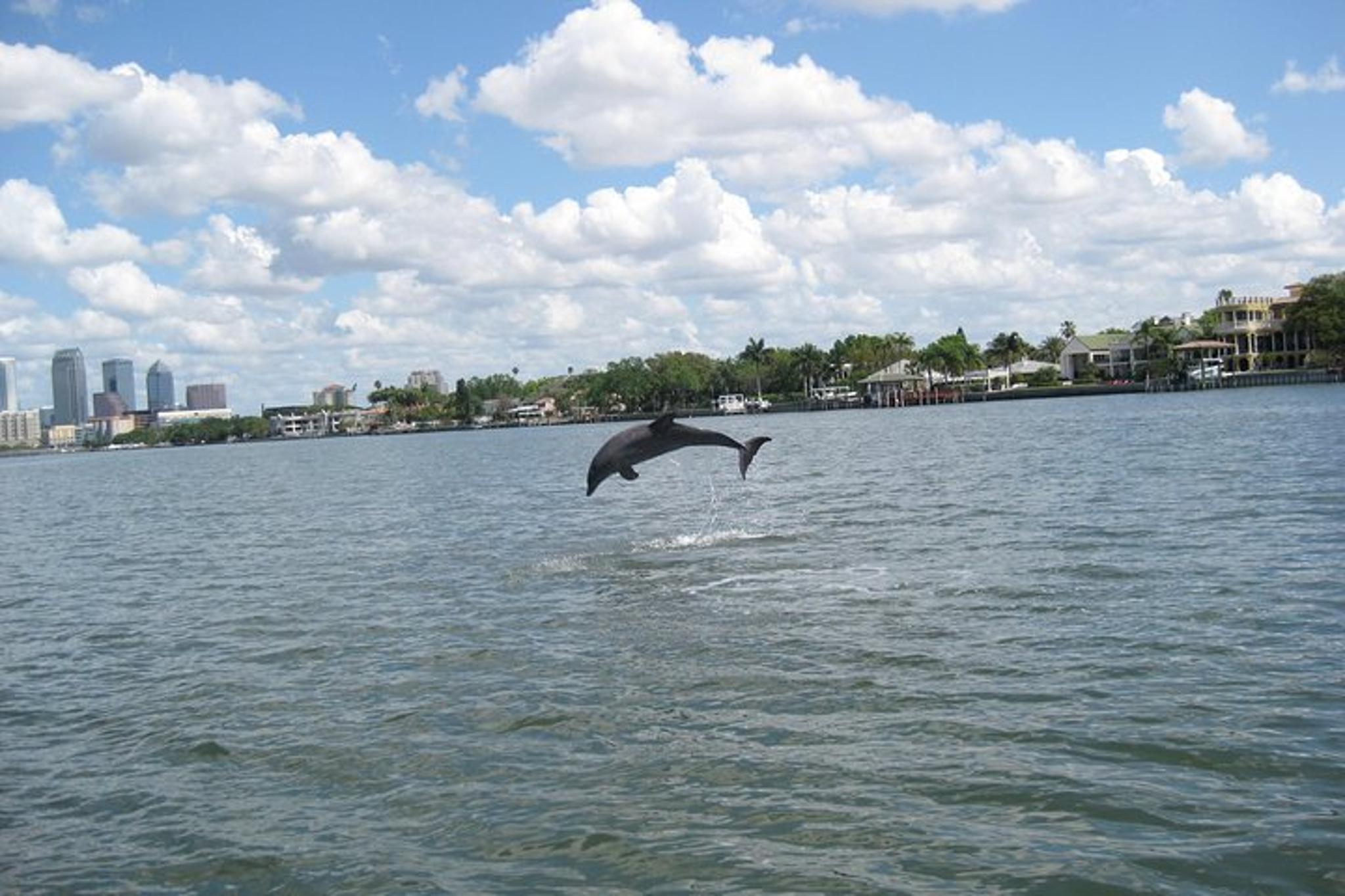 Tampa Dolphin Sightseeing Cruise 1.5 hr - Image 6