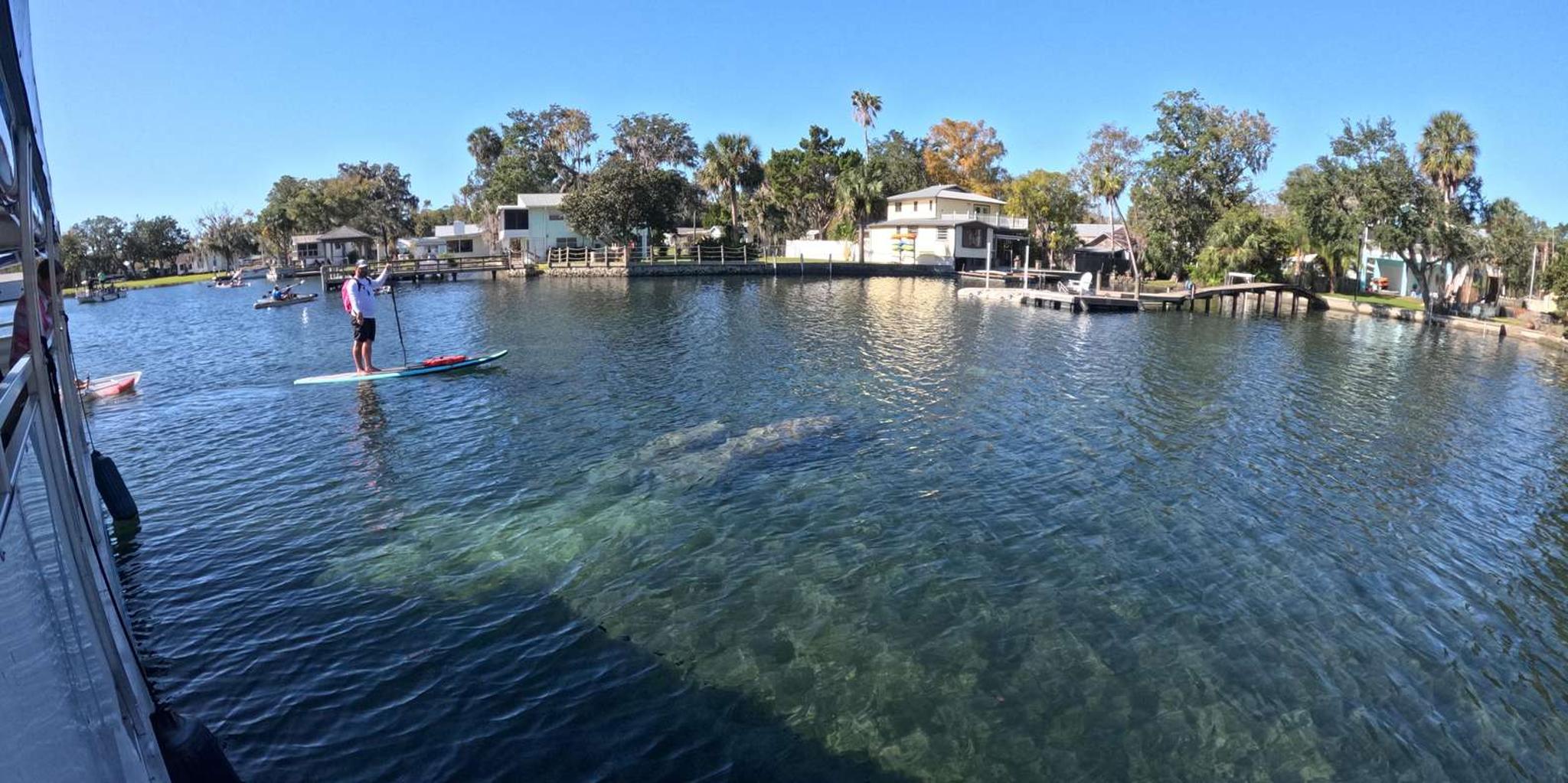 Crystal River Manatee Watching Cruise 1.5 hr - Image 2