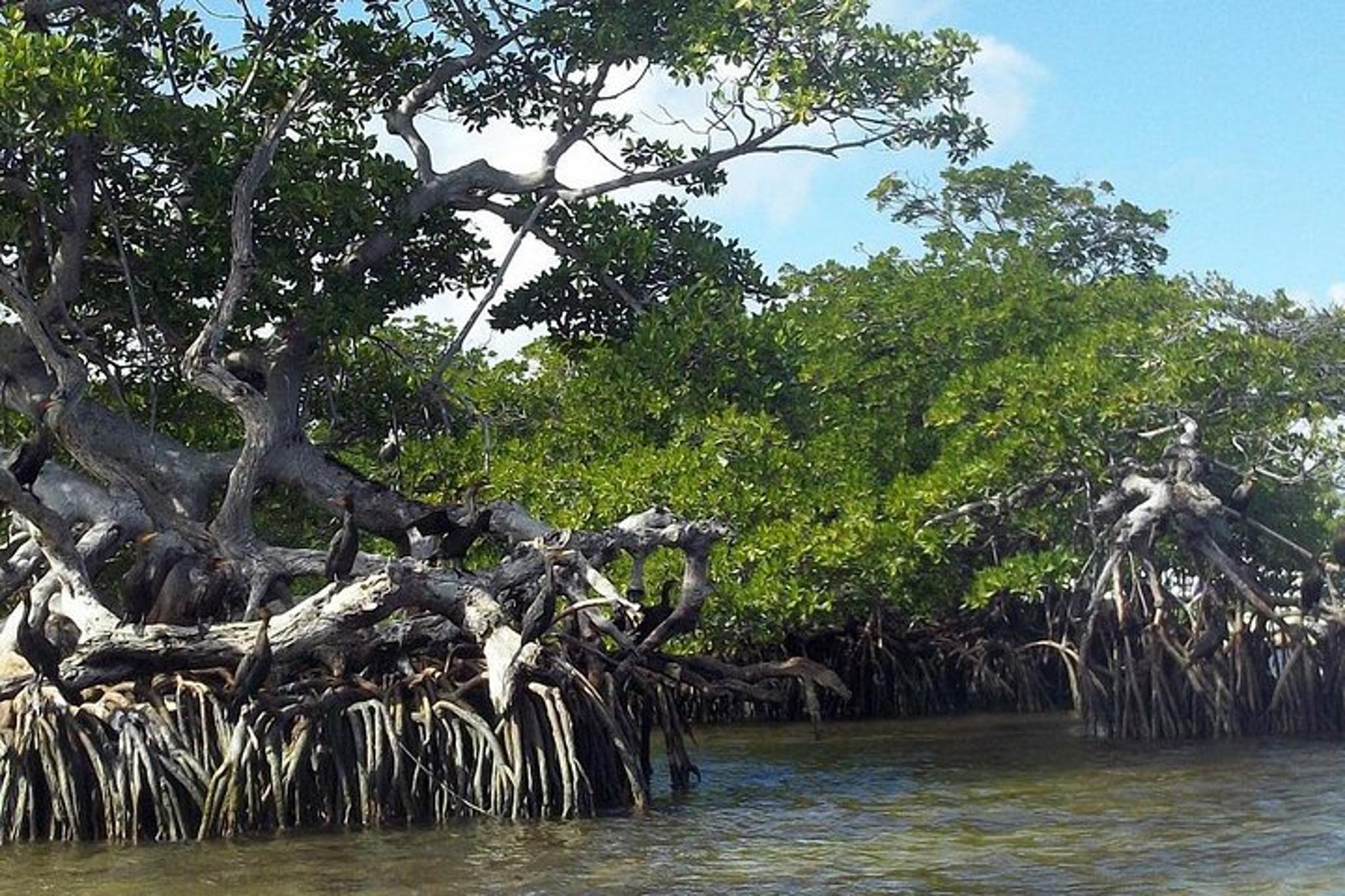 Key Largo Mangrove Eco-Tour 90 Min - Image 5