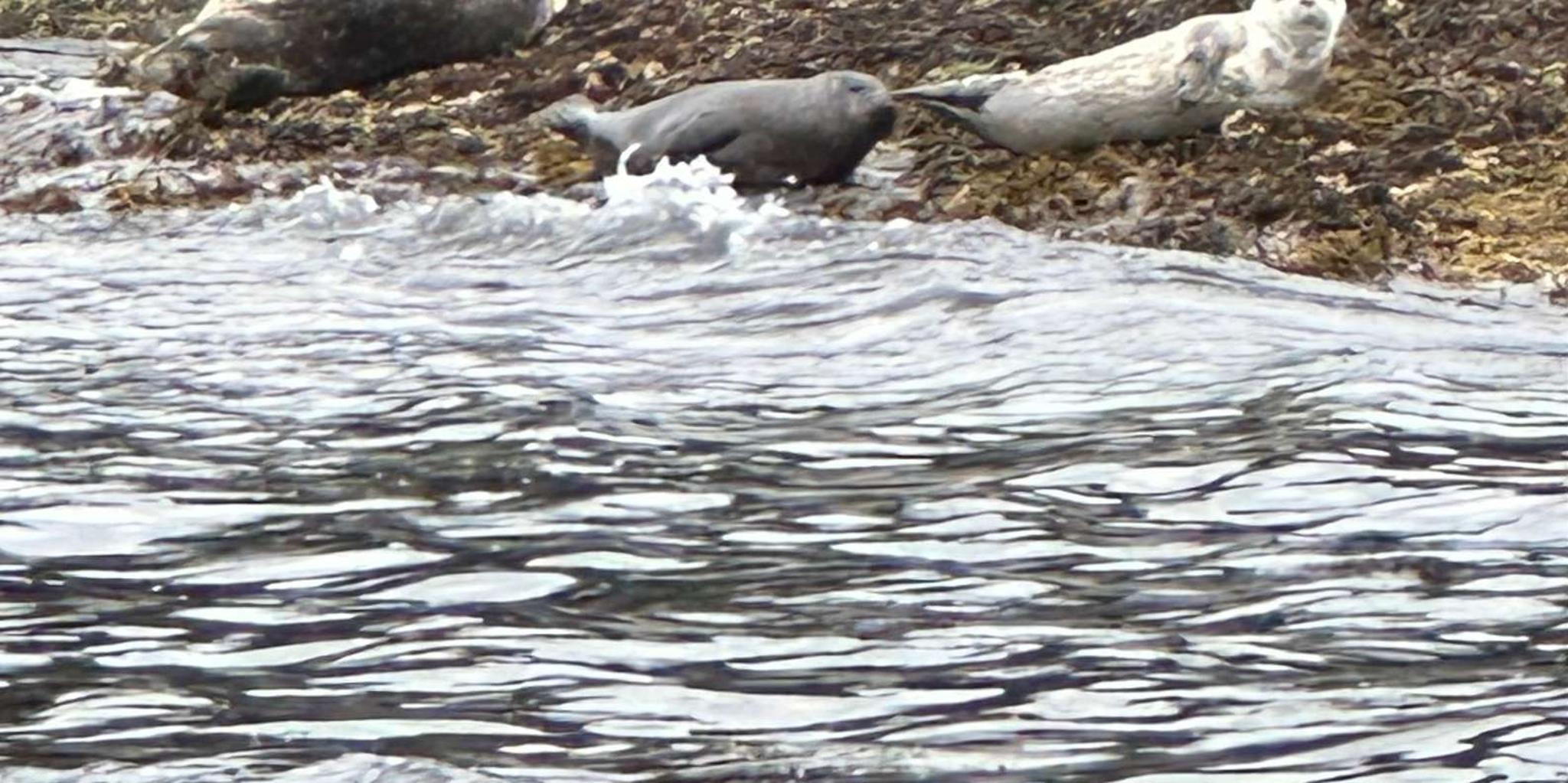 Sitka Wildlife Boat Tour - Image 6
