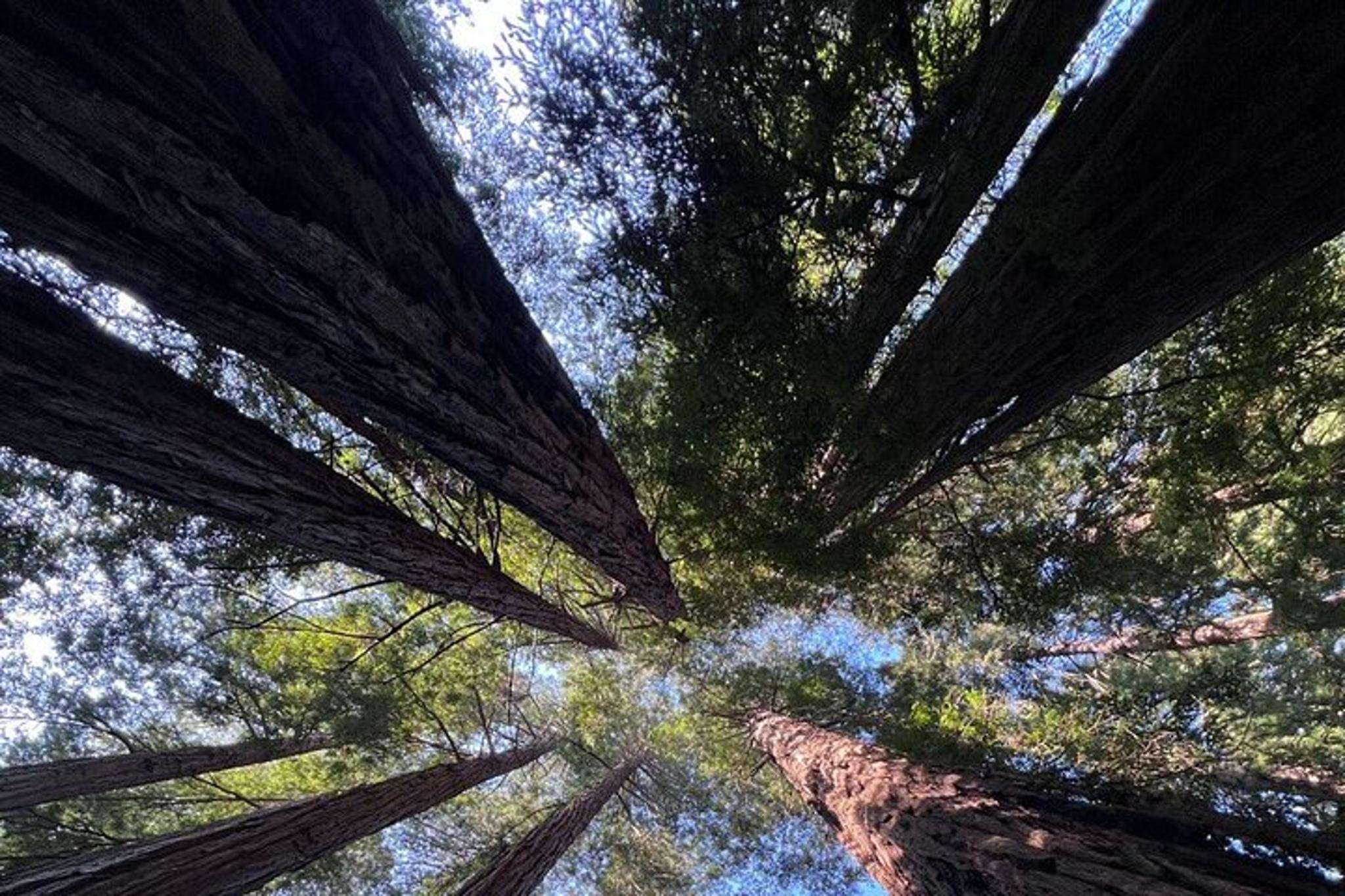 San Francisco Alcatraz Night Tour with Muir Woods - Image 5