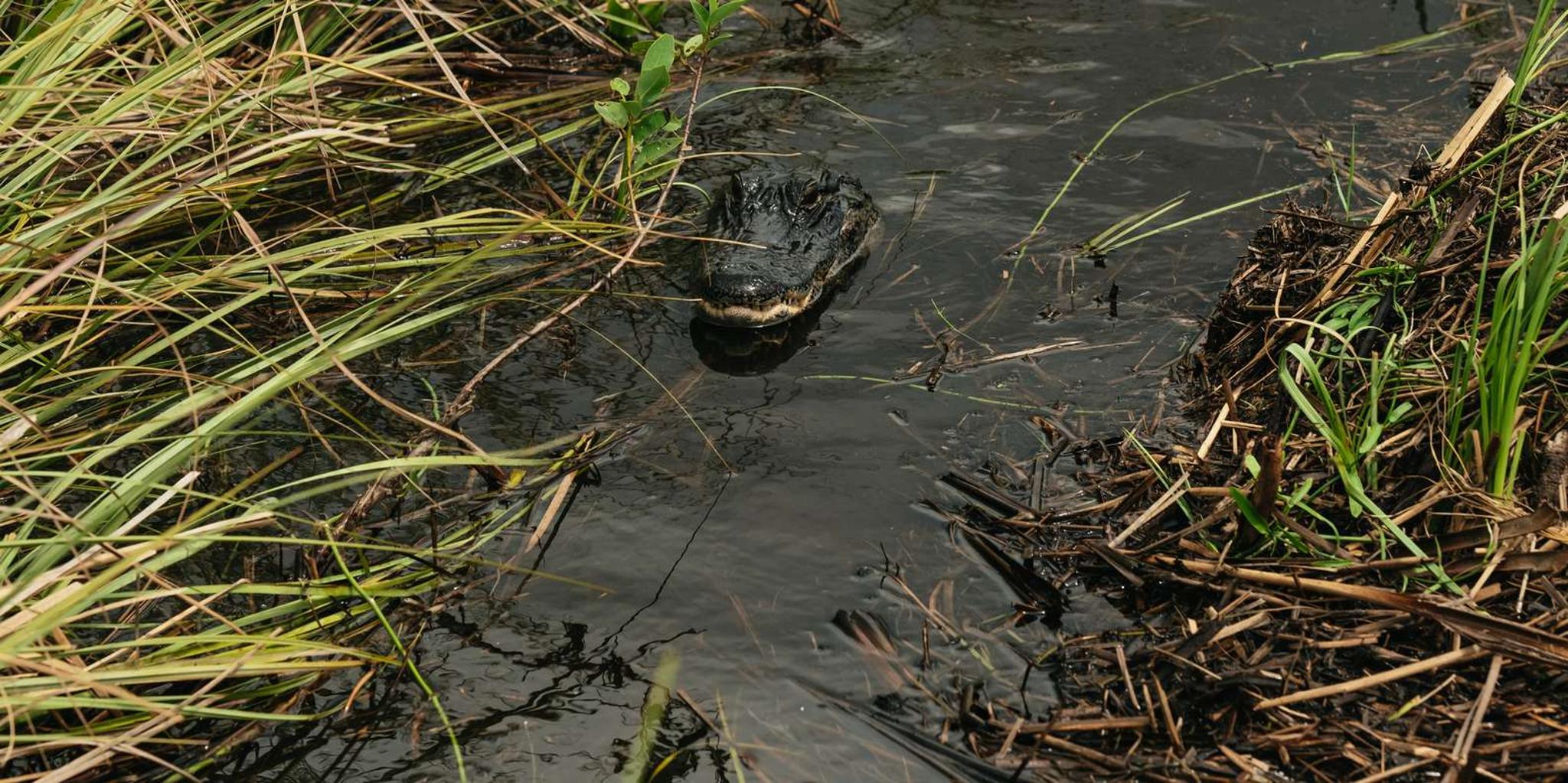 Miami Everglades Airboat Ride and Nature Walk - Image 4
