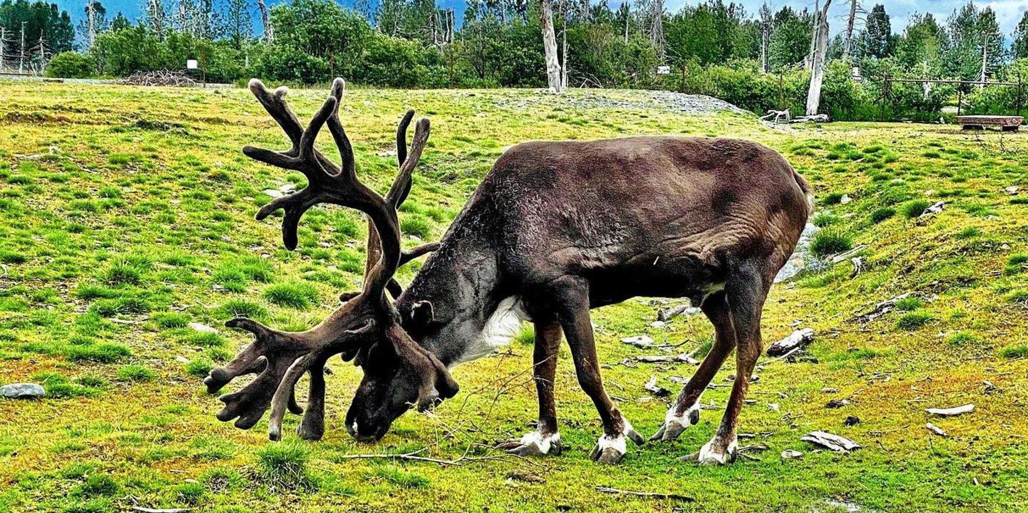 Anchorage Wildlife and Scenic Transfer Tour - Image 5