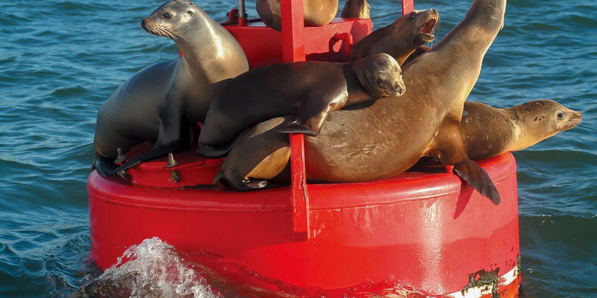 San Diego Whale and Dolphin Watching Cruise - Image 6