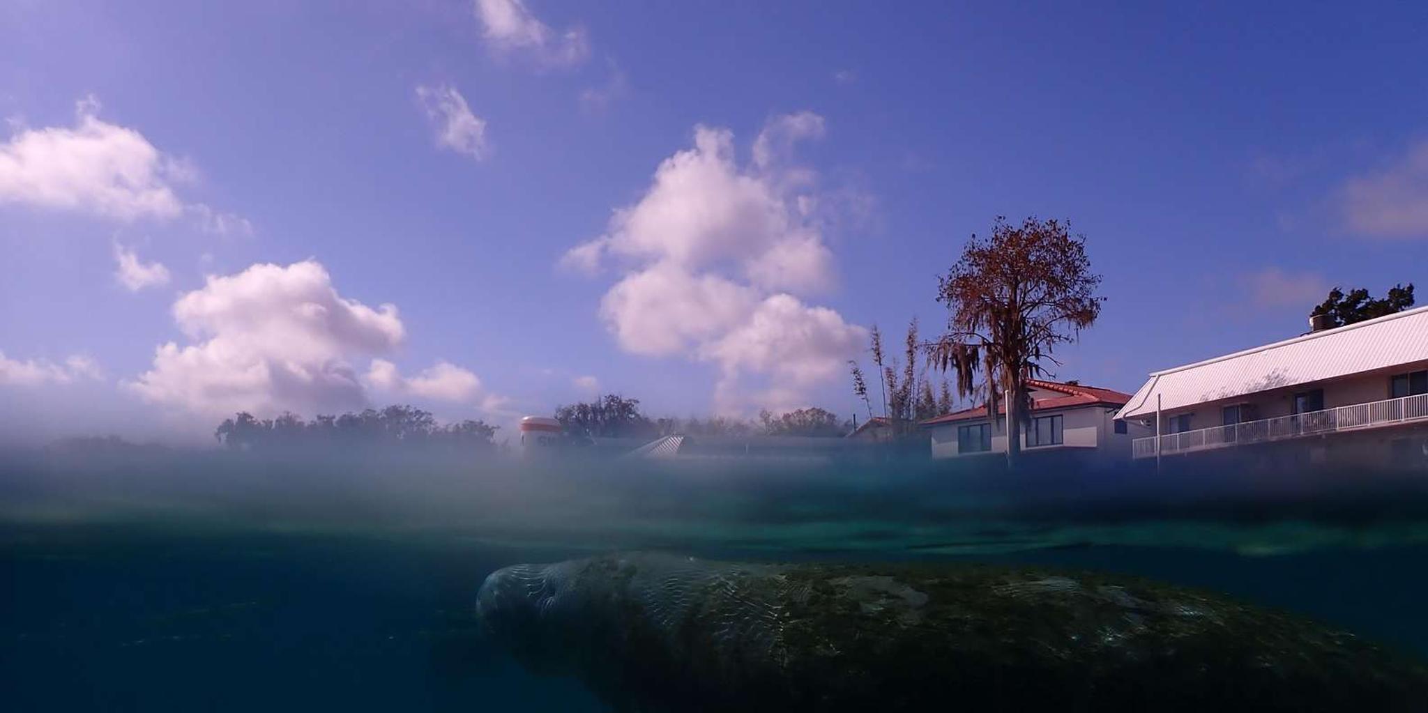 Crystal River Manatee Snorkeling Tour 3 hr - Image 6