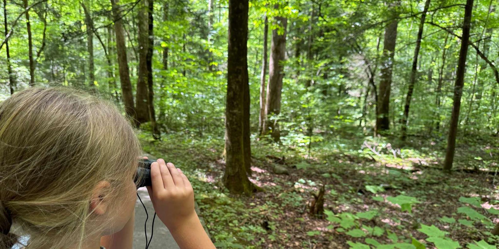 Gatlinburg Adventure Hike and Craft for Kids 3 hr - Image 3