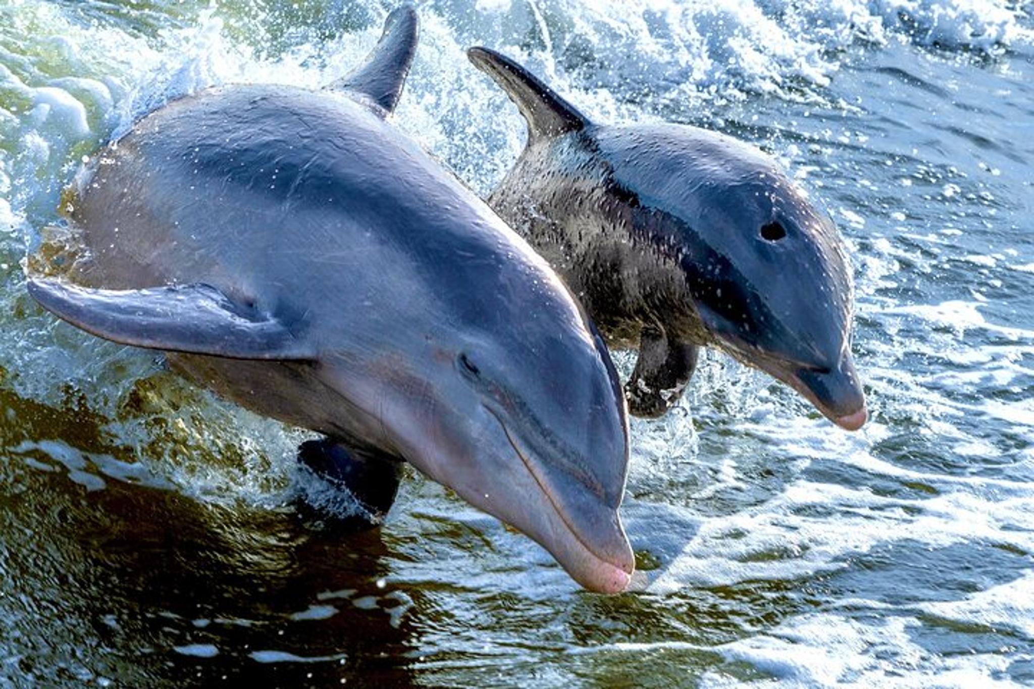 Marco Island Sightseeing & Dolphin Tour - Image 4