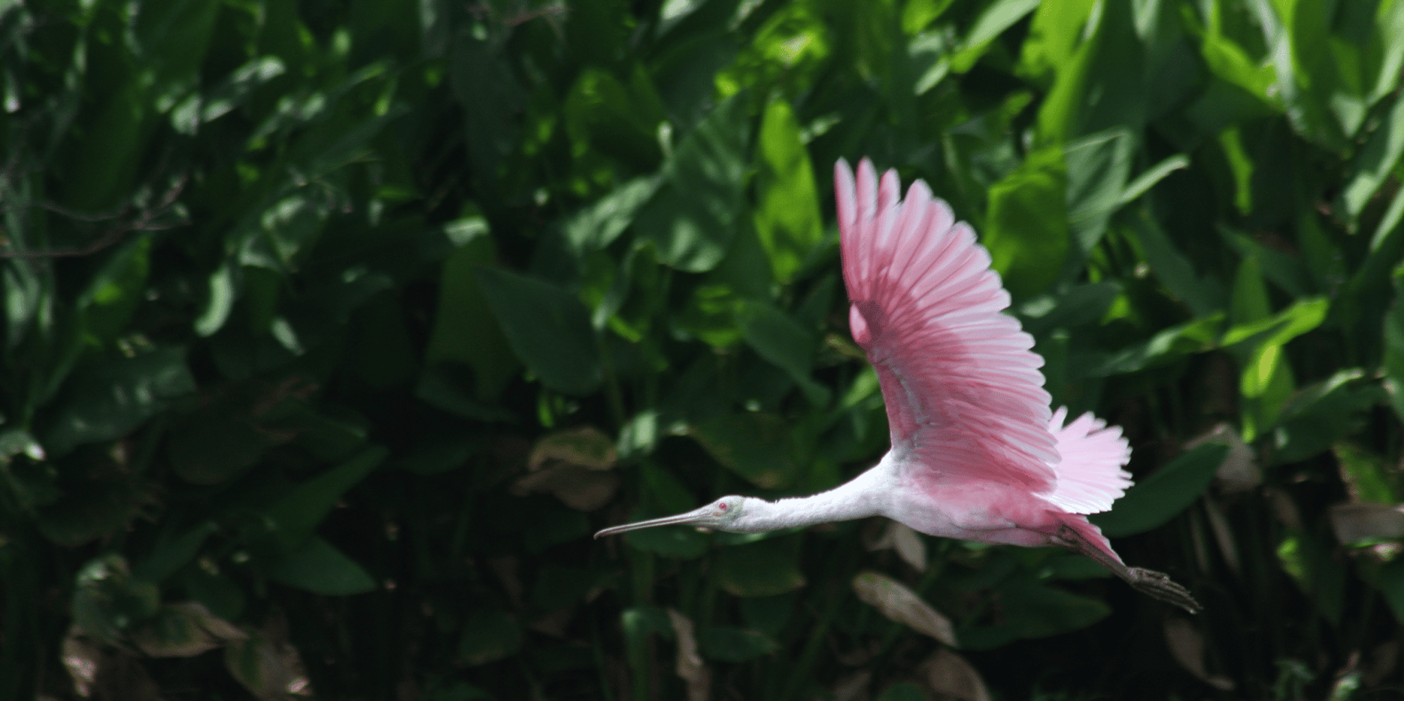 Everglades Day Safari from Fort Myers - Image 5
