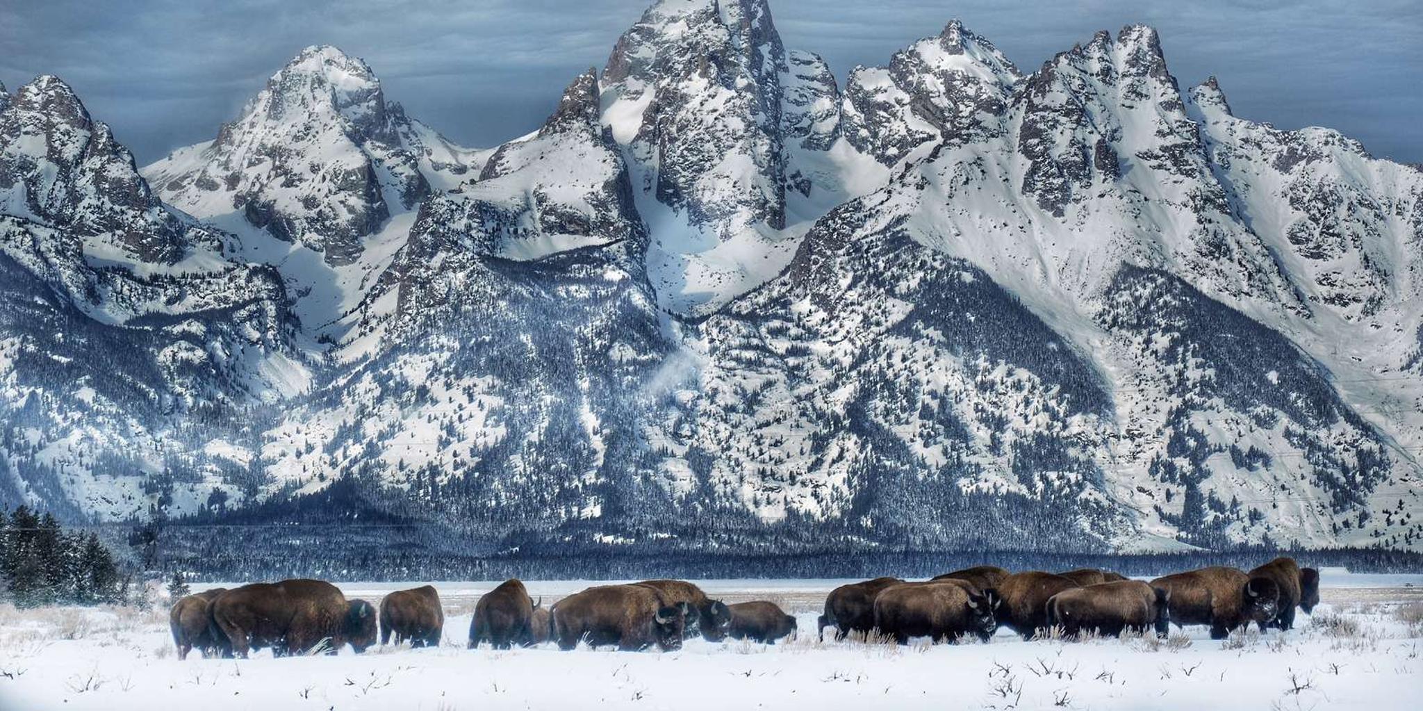 Jackson Grand Teton and National Elk Refuge Winter Day Trip - Image 4