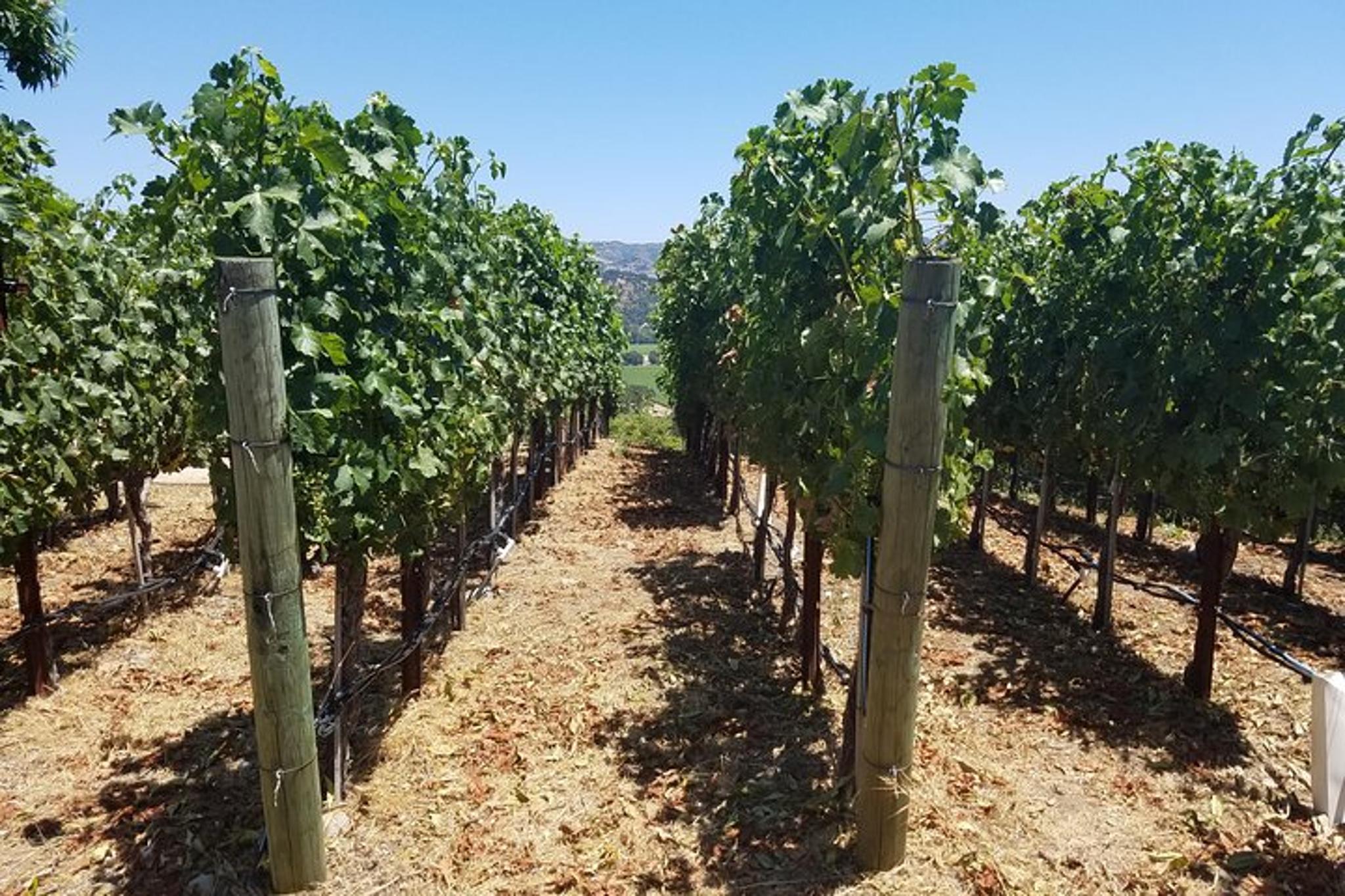 Sonoma and Napa Wine Country Tour 6 hr - Image 2