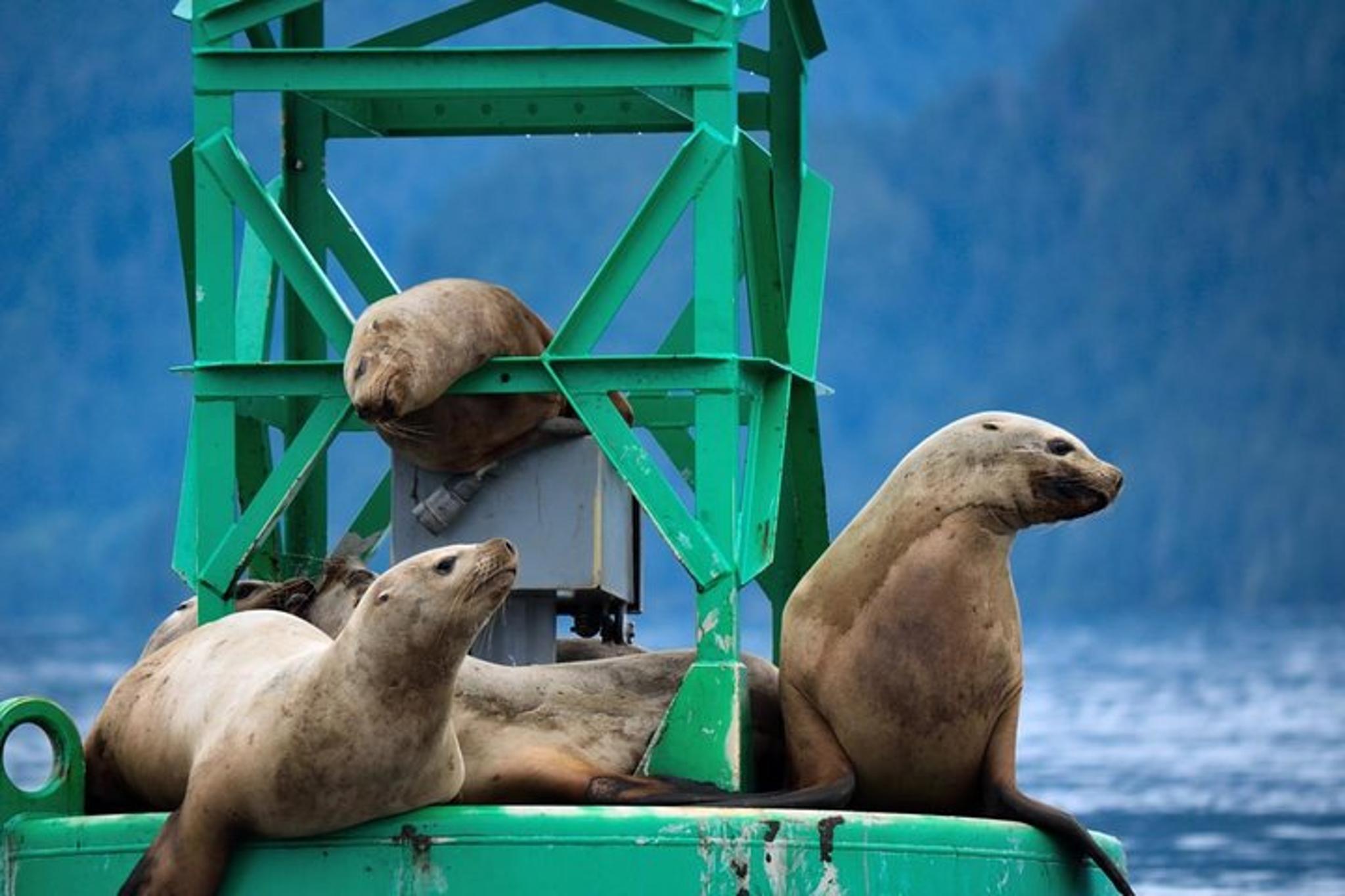 Sitka Whale Watching and Marine Wildlife Tour - Image 6