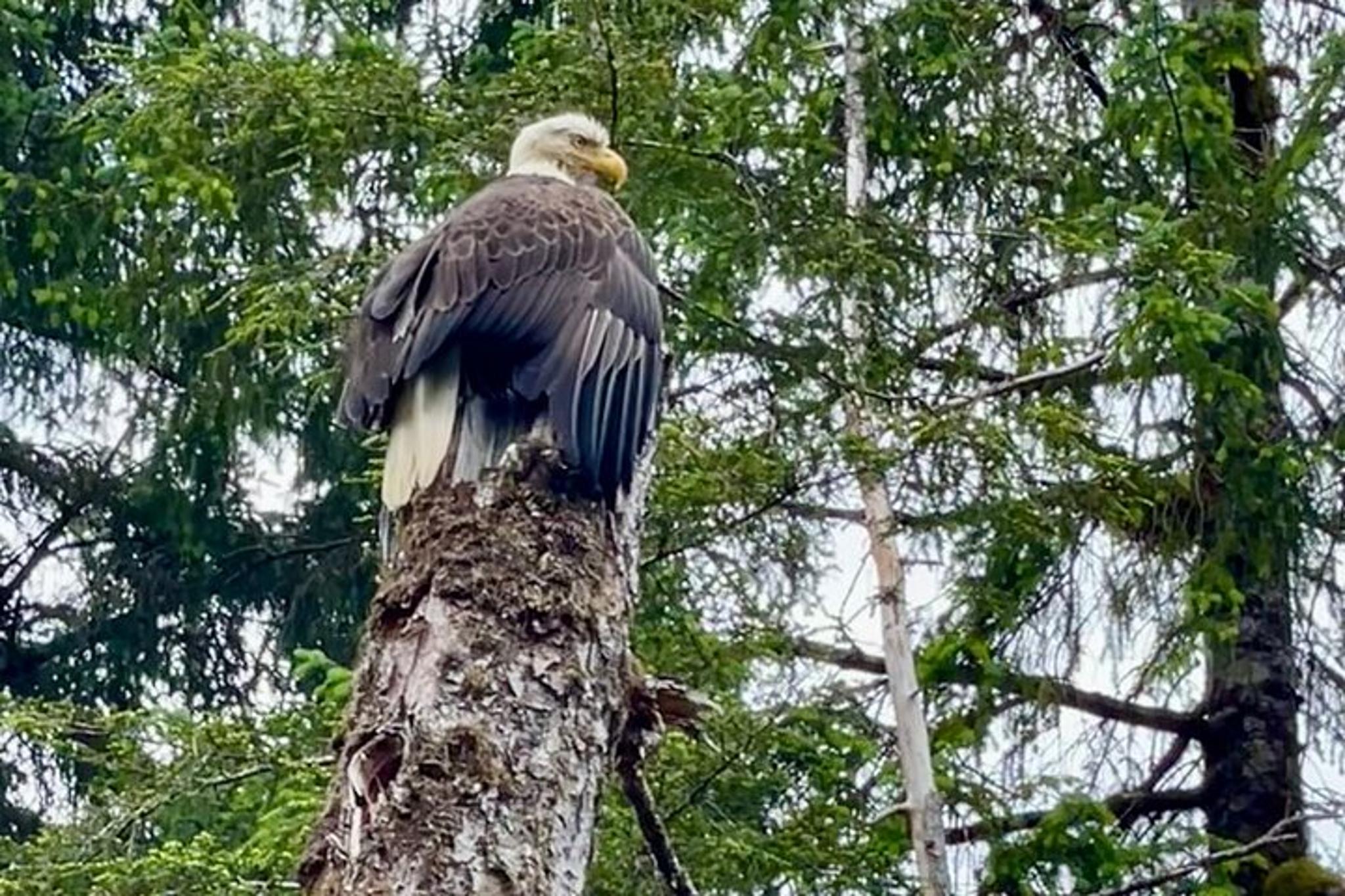 Sitka Guided Hike to Beaver Lake - Image 6