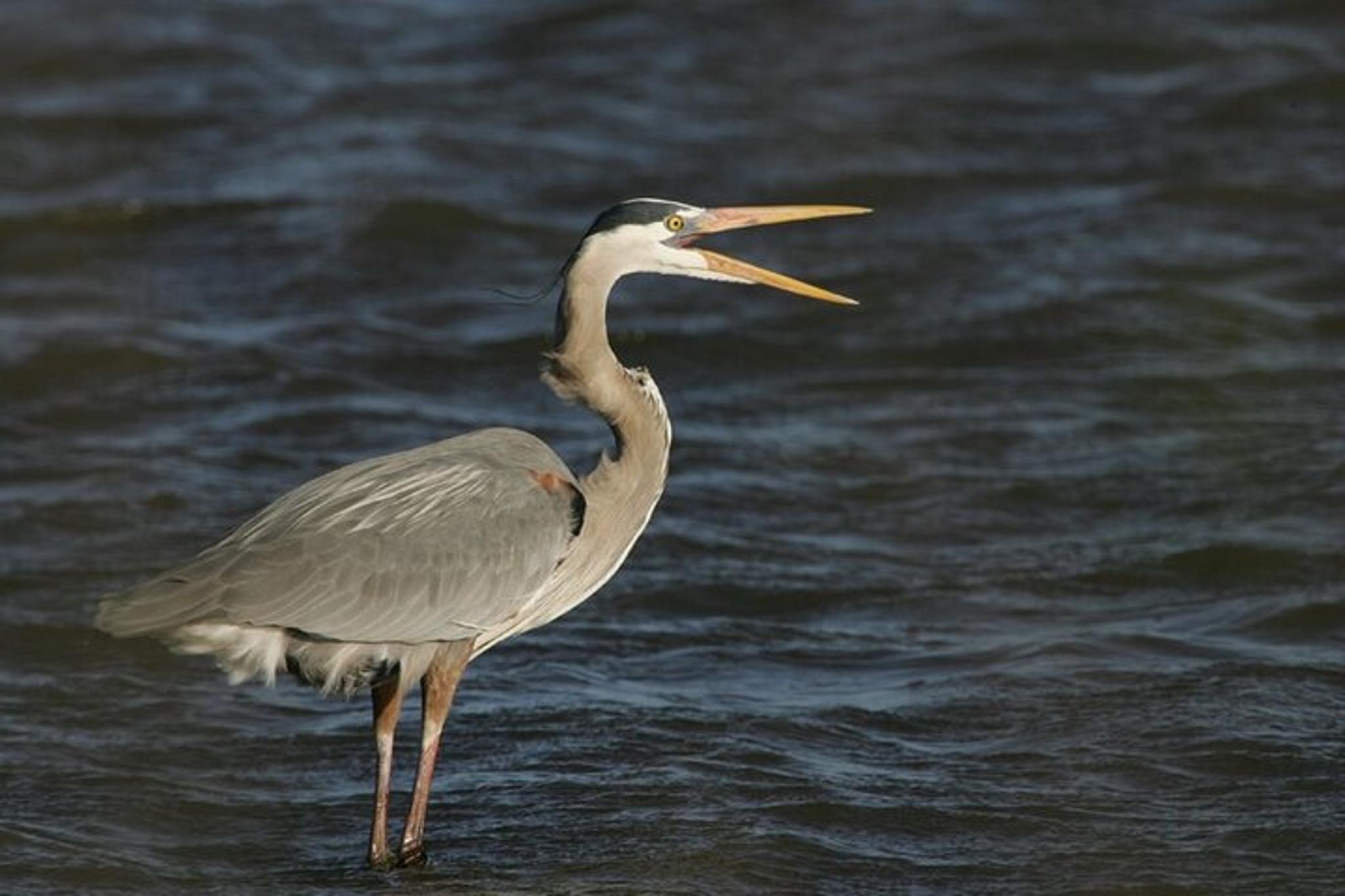 Ocean City Assateague Island Cruise - Image 3