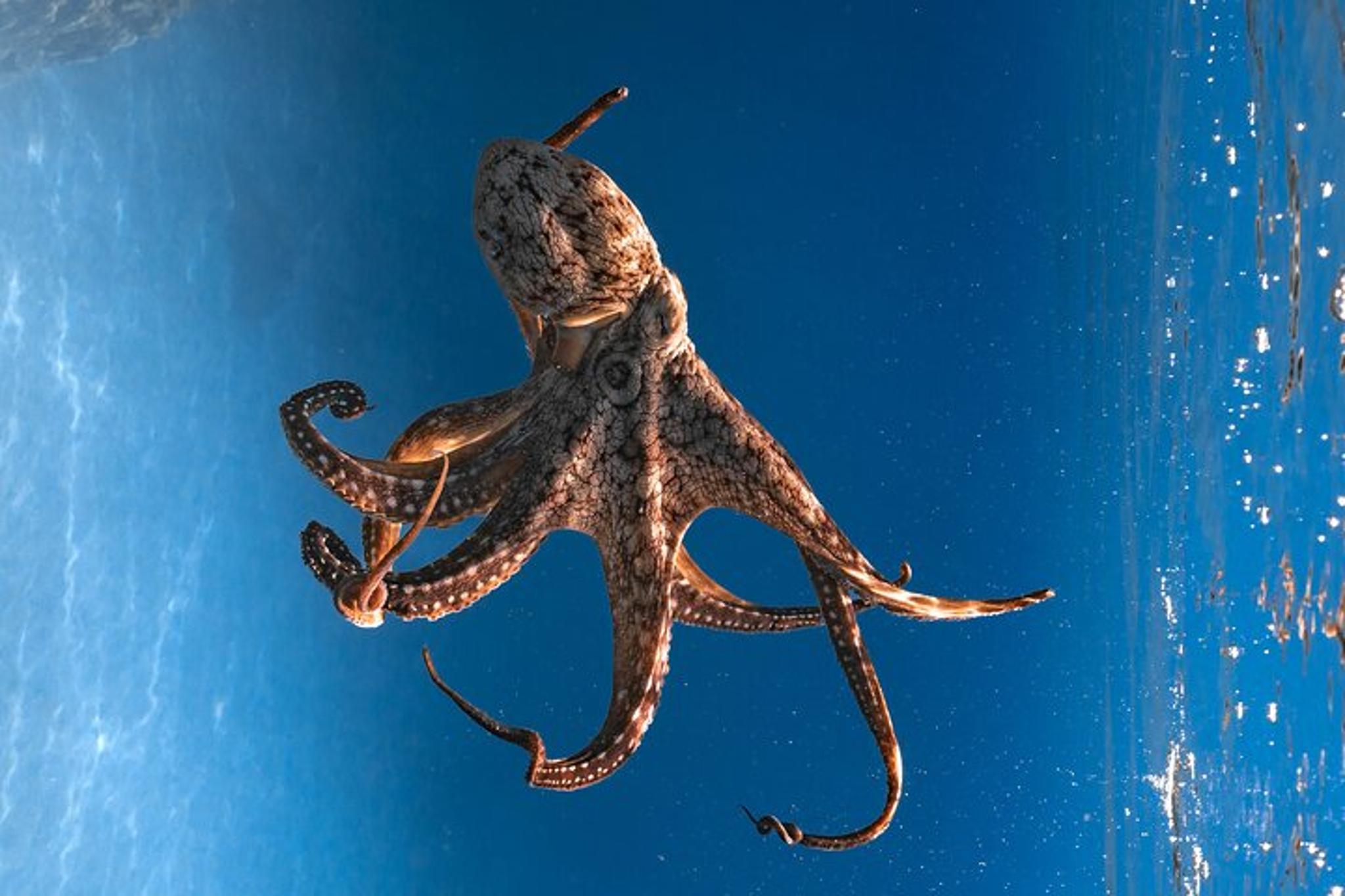 Kealakekua Bay Snorkel and Dolphin Watch - Image 6