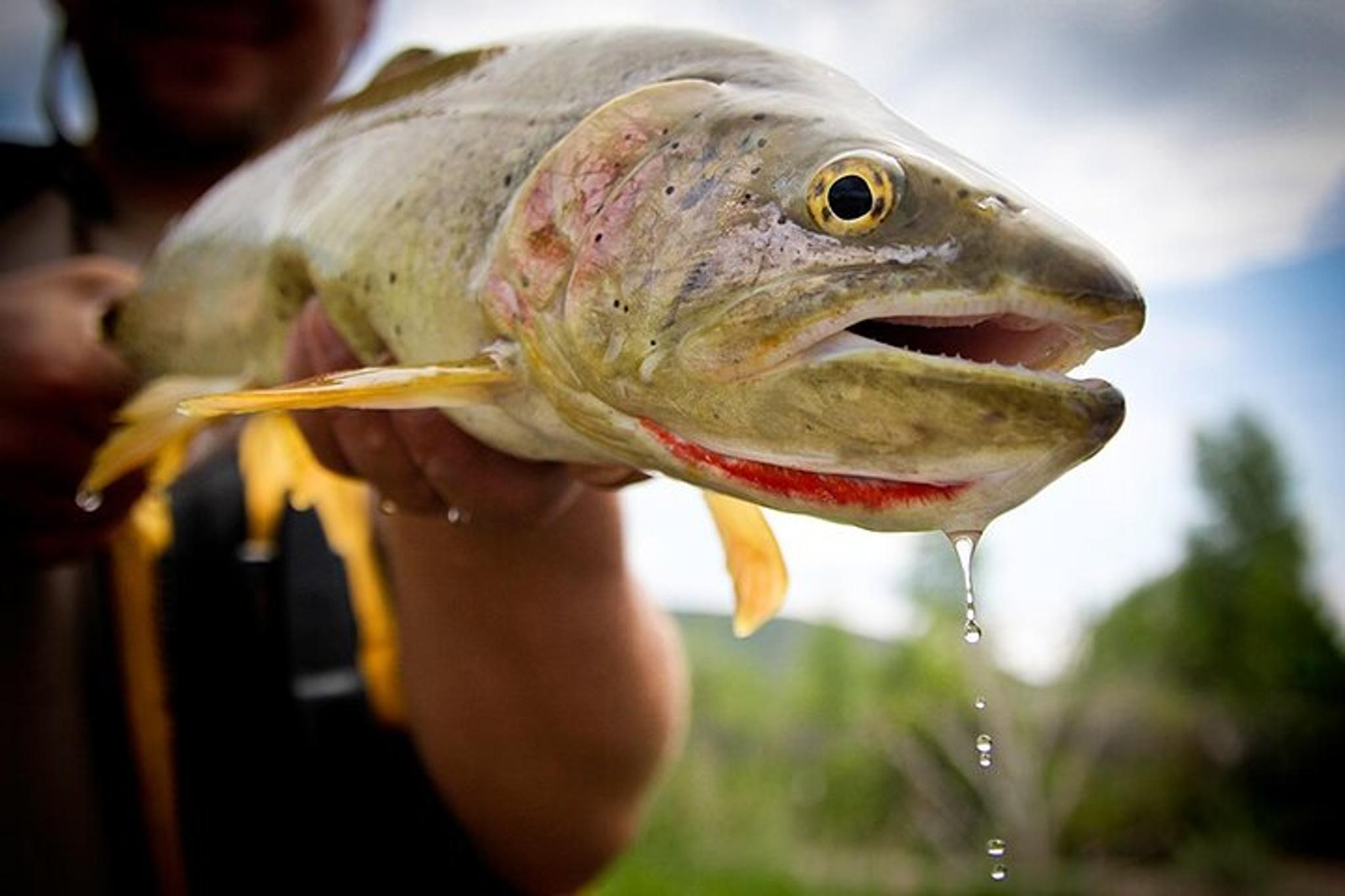 Yellowstone Fly Fishing Full Day - Image 2
