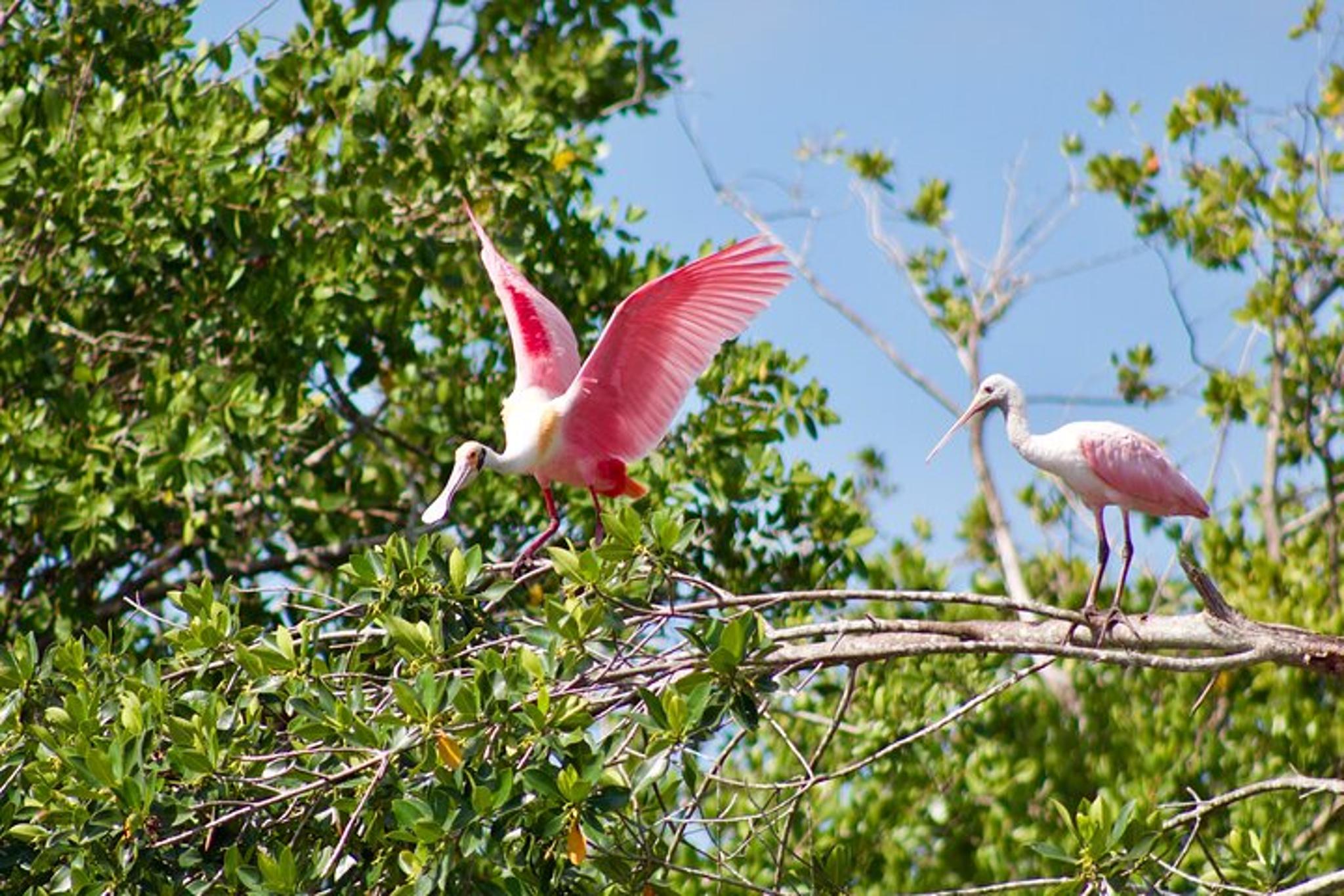Naples Kayak Tour in Mangrove Tunnels