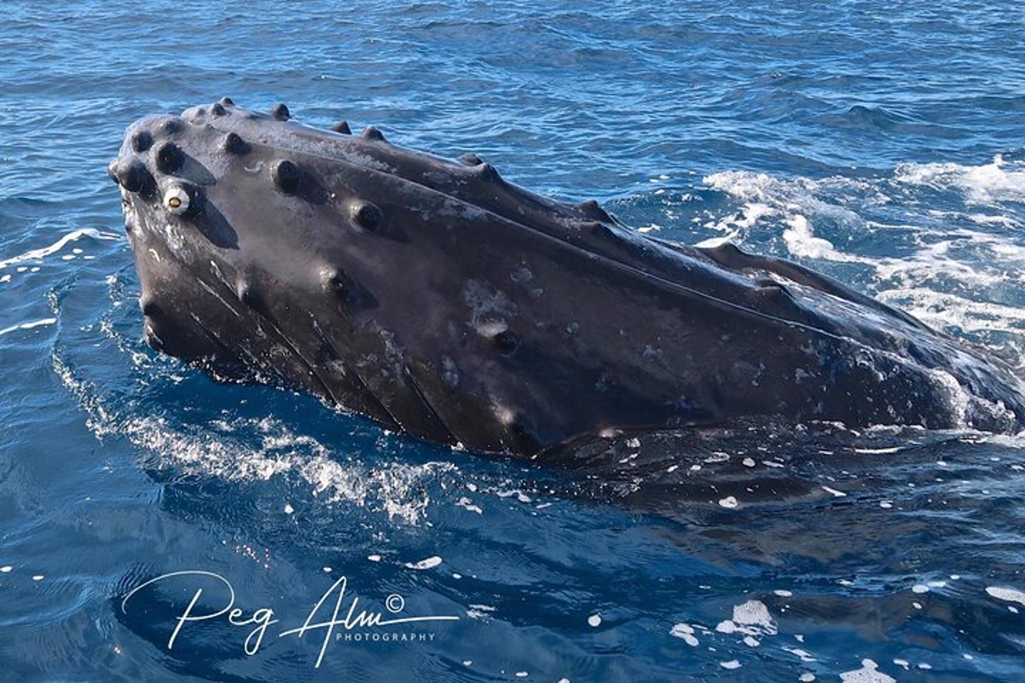 Maui Paddleboard Whale Watch - Image 2