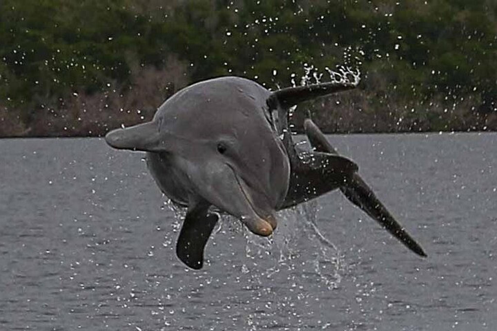 Goodland Dolphin, Birding and Shelling Tour 2 hr - Image 5