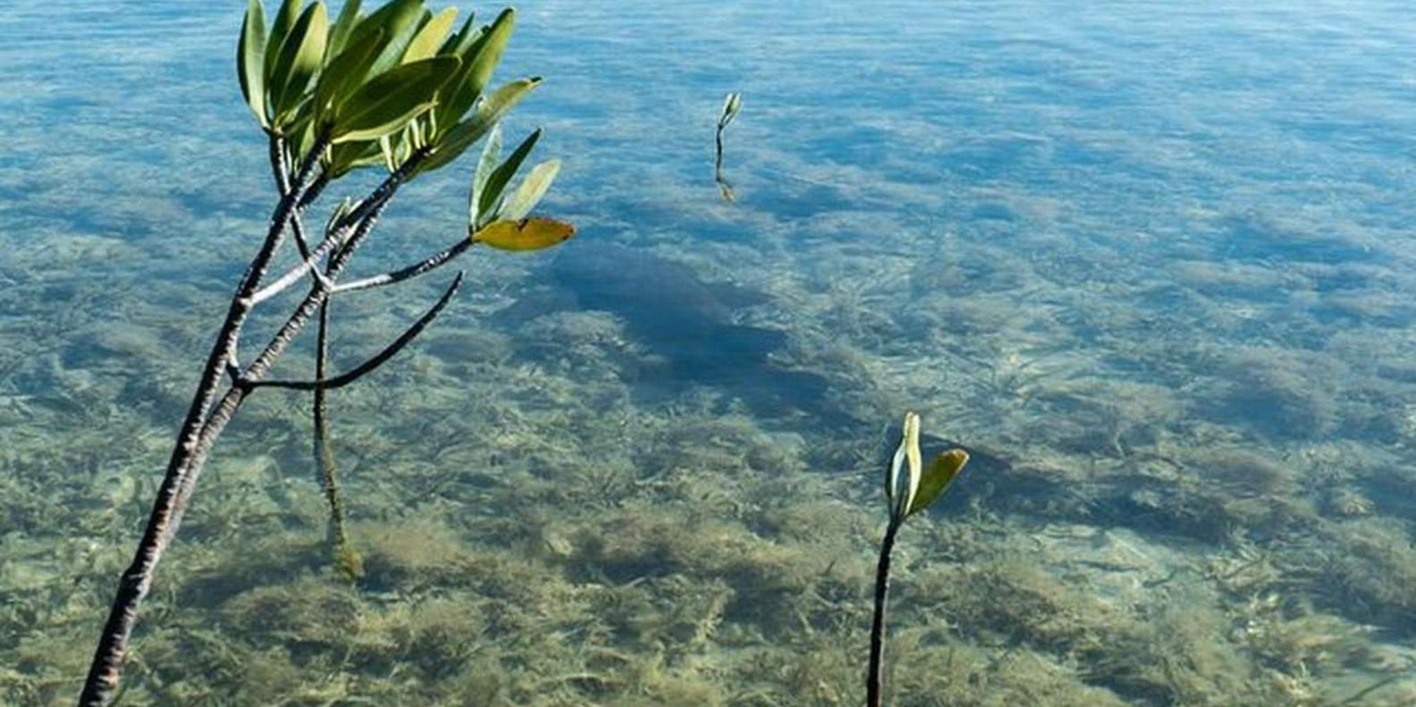 Key West Clear Kayak Eco-Tour - Image 6